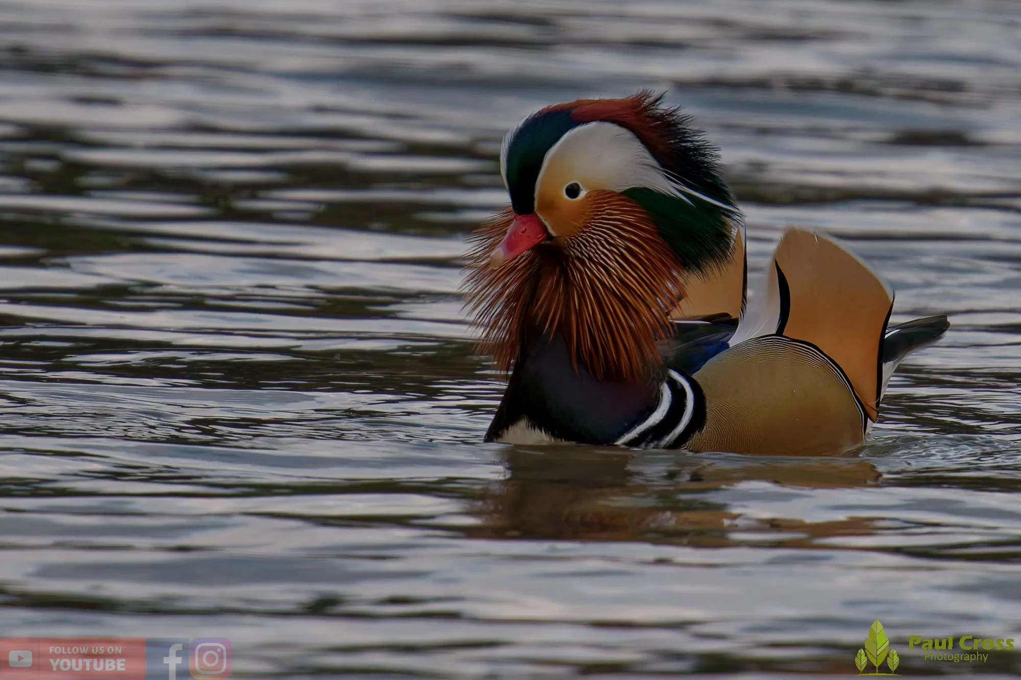 Mandarin Duck-00138.jpg