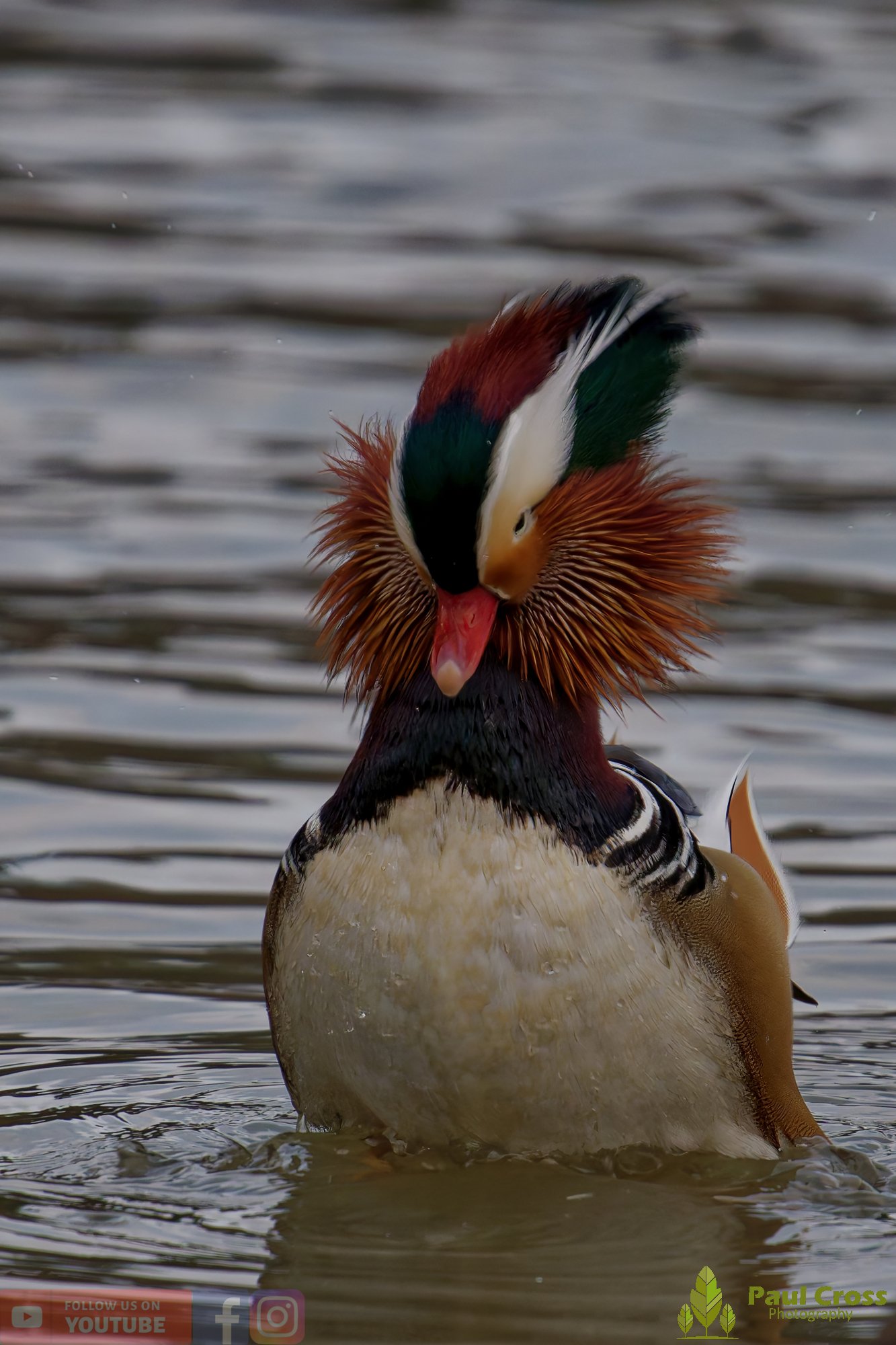 Mandarin Duck-00142.jpg