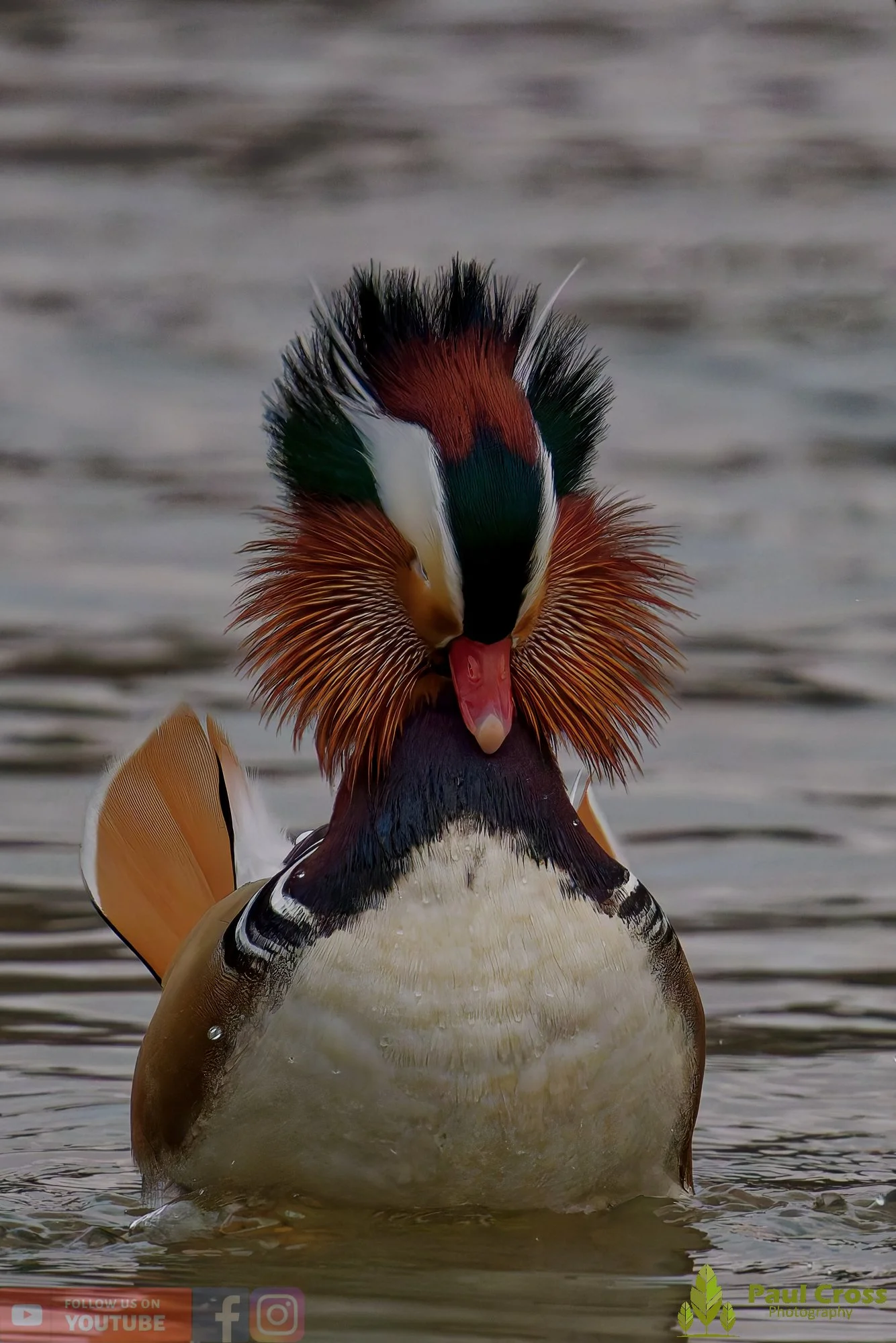 Mandarin Duck-00144.jpg
