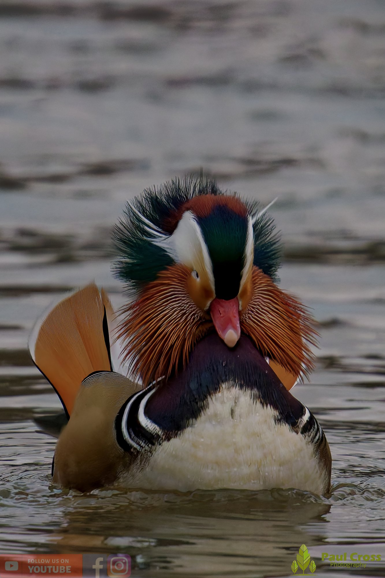 Mandarin Duck-00145.jpg