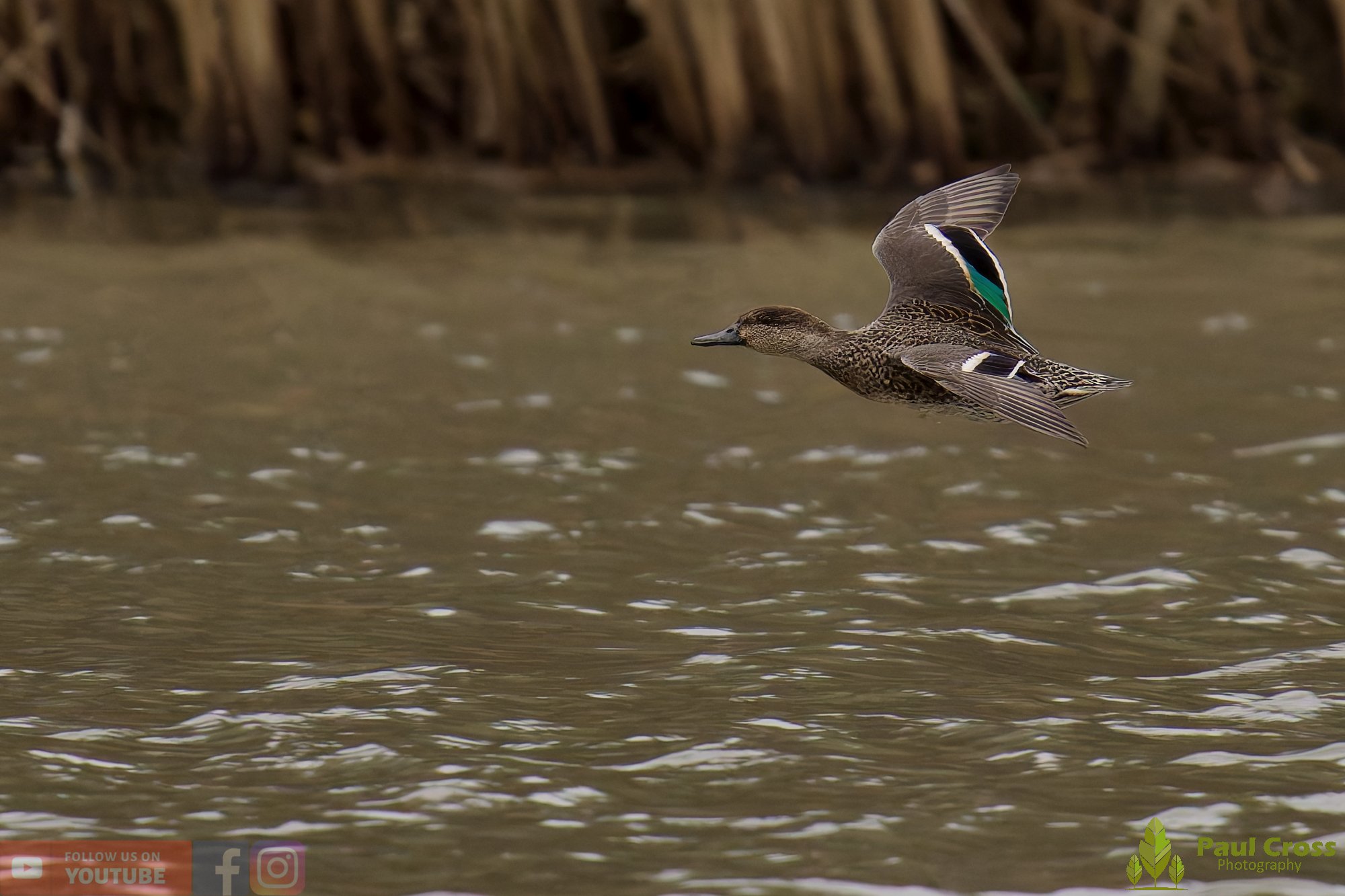 Common Teal-00066.jpg