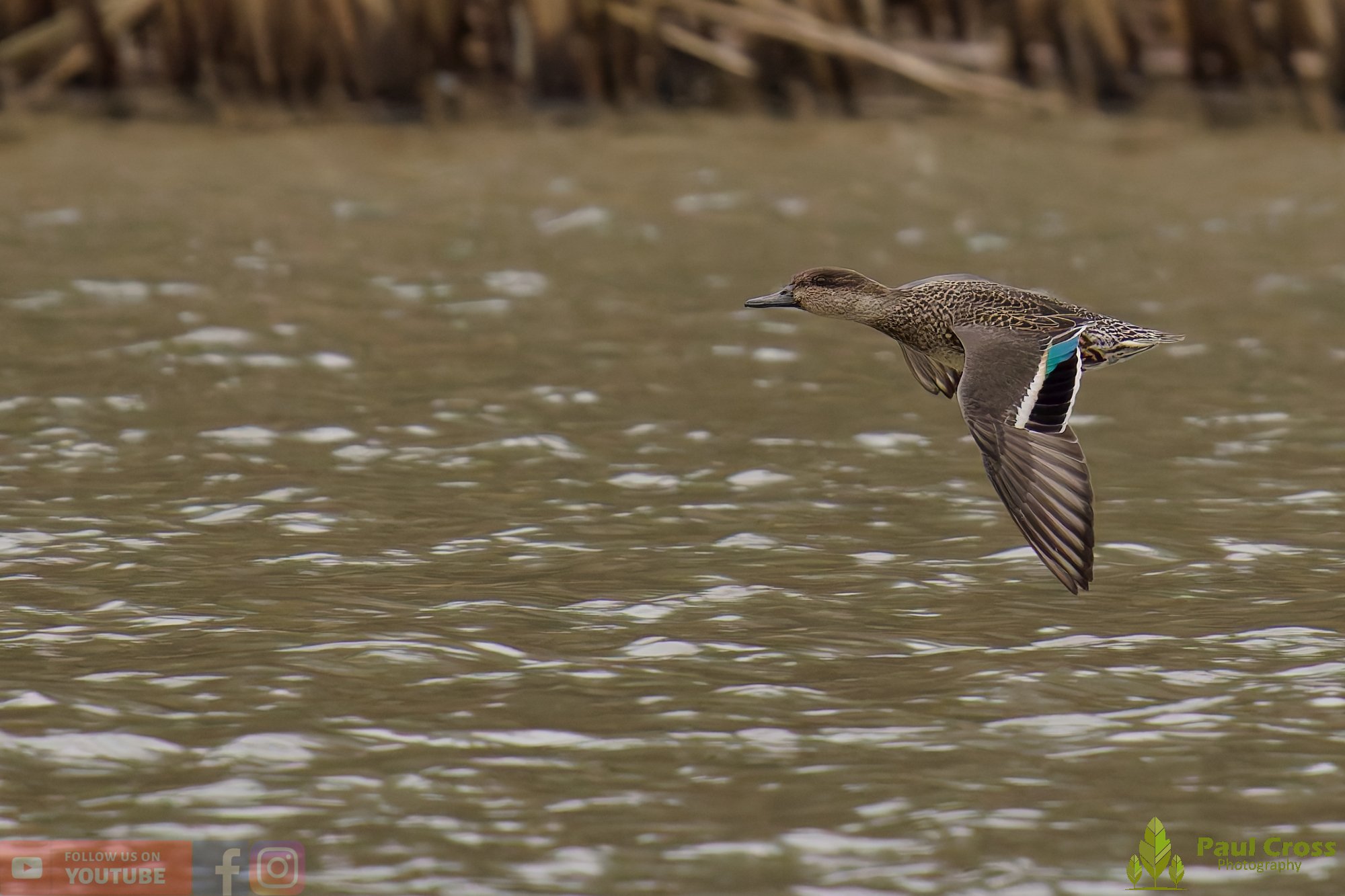 Common Teal-00068.jpg