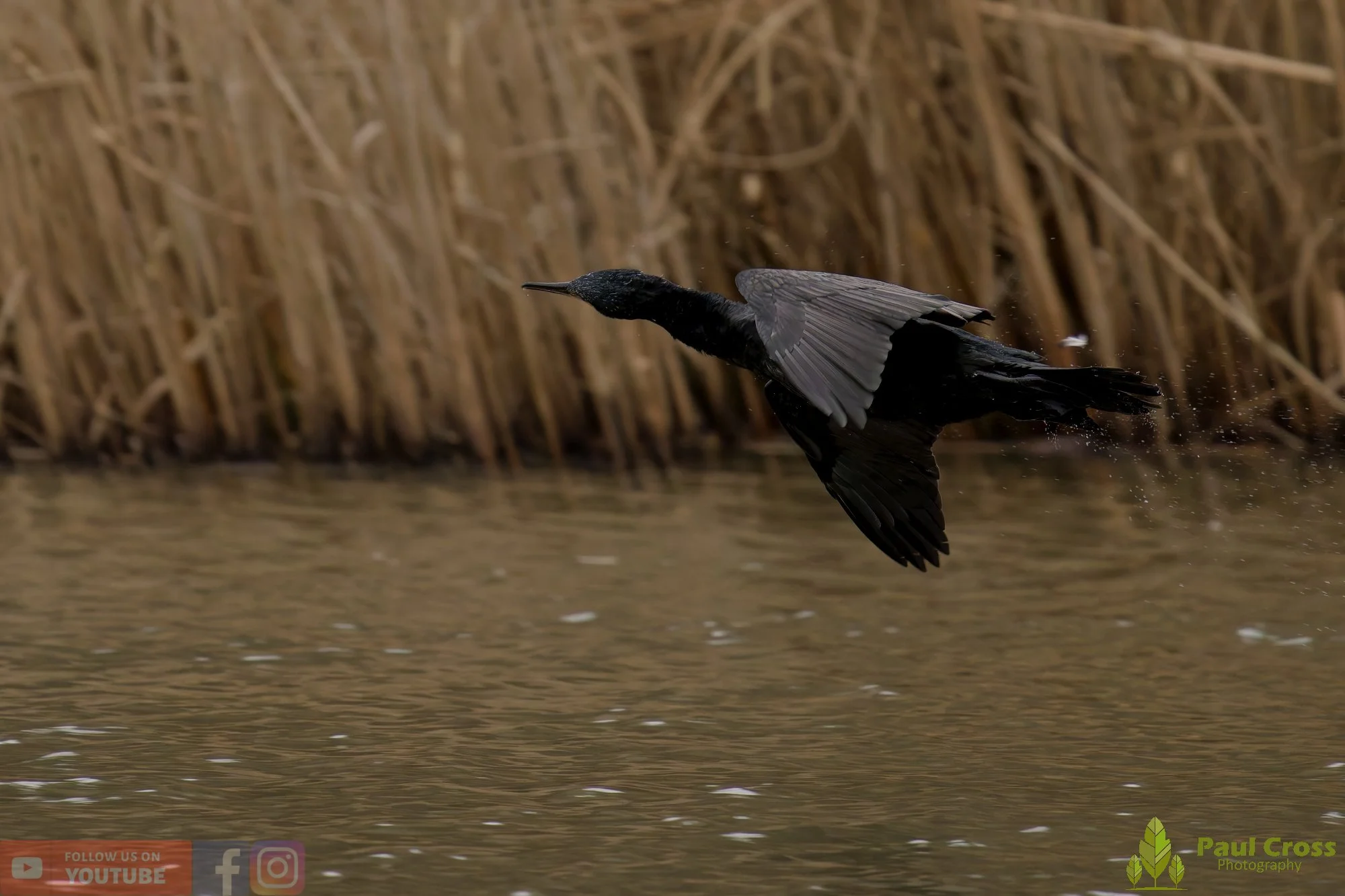Cormorant-00378.jpg