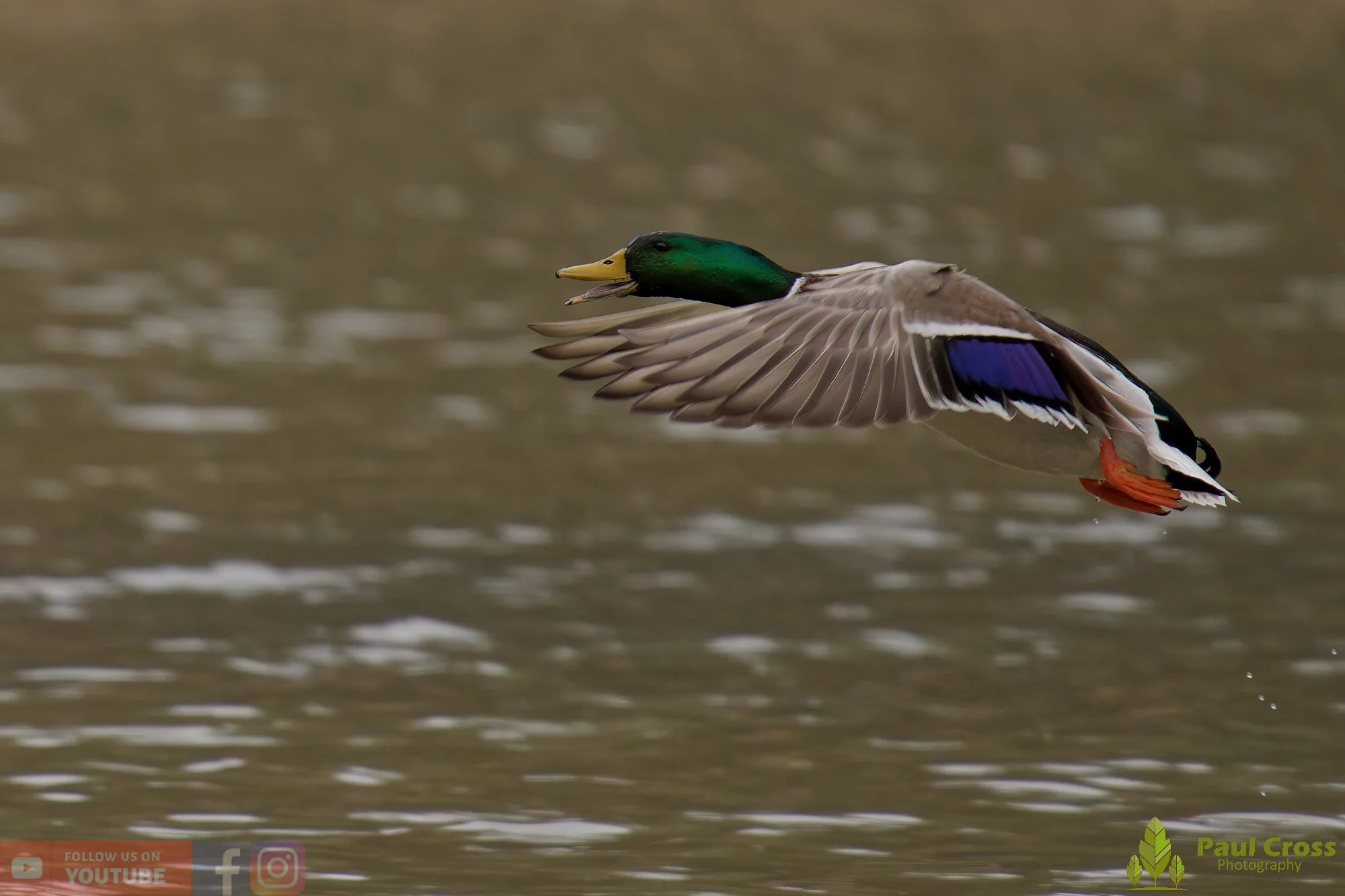 Mallard Duck-01199.jpg