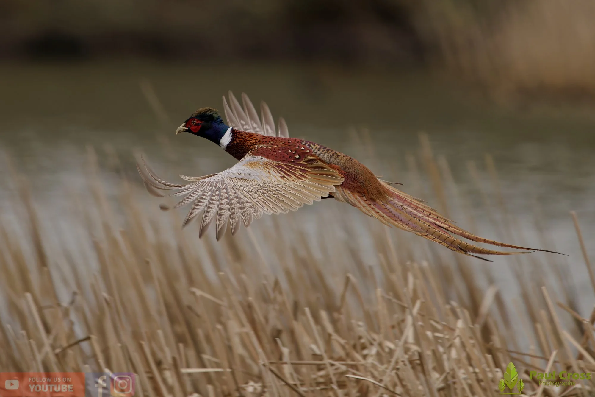 Pheasant-00137.jpg