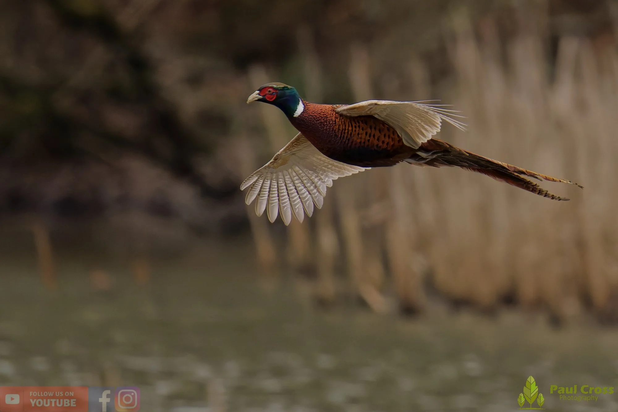 Pheasant-00138.jpg