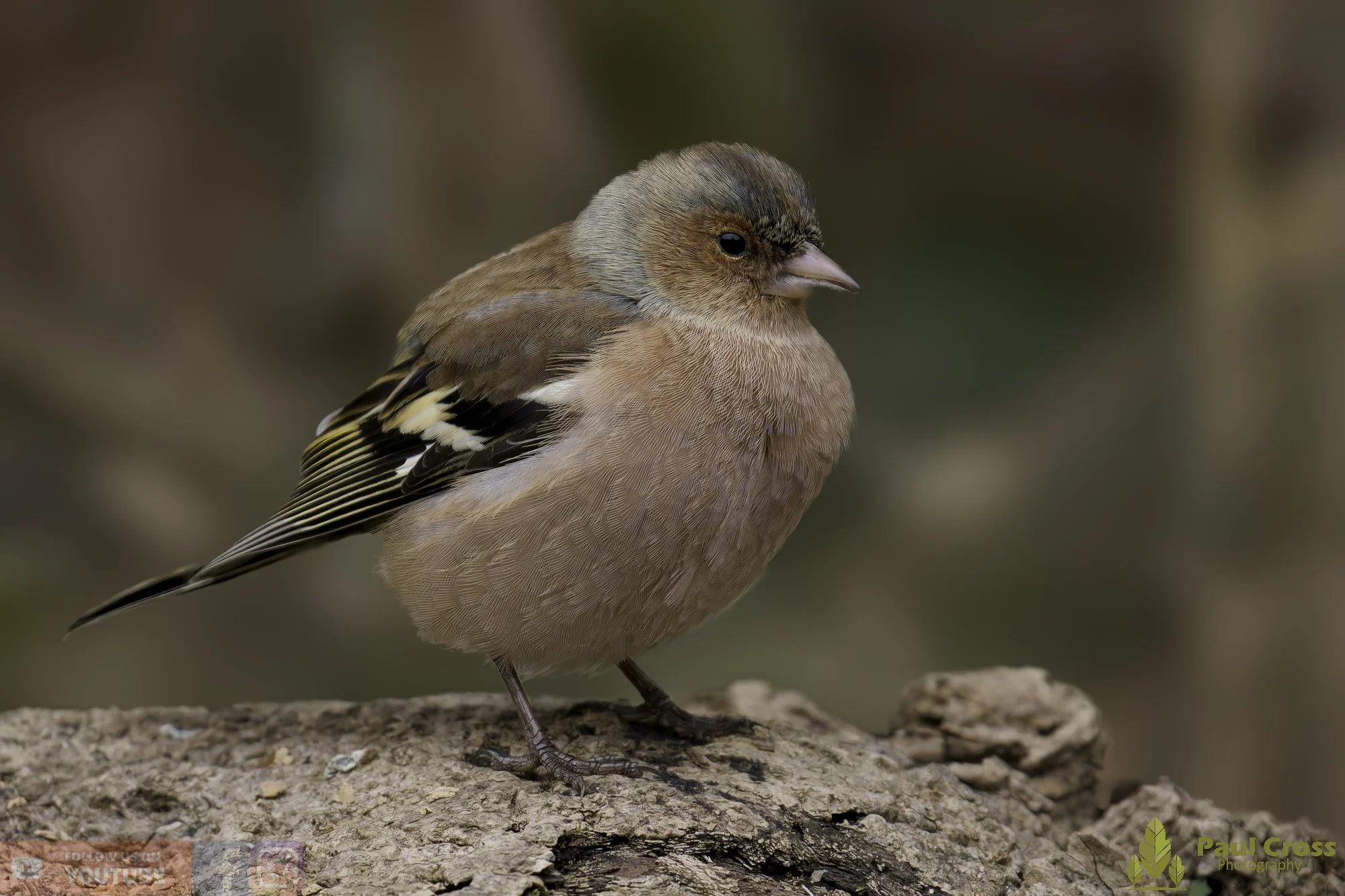 Chaffinch-00104.jpg