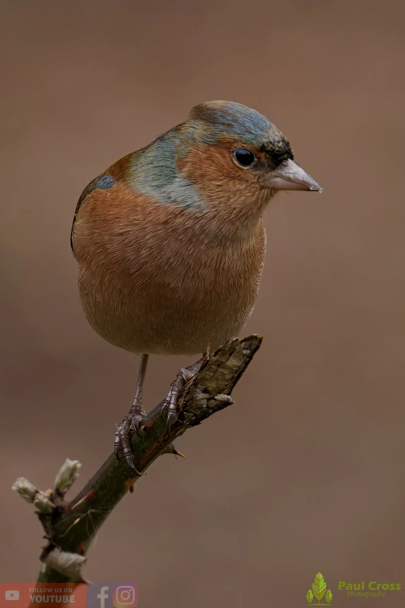 Chaffinch-00105.jpg
