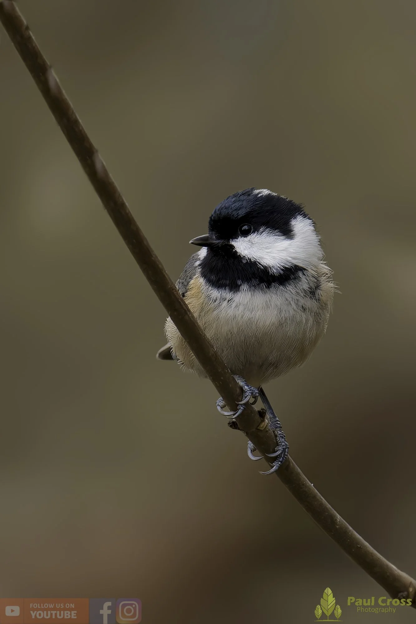 Coal Tit-00167.jpg