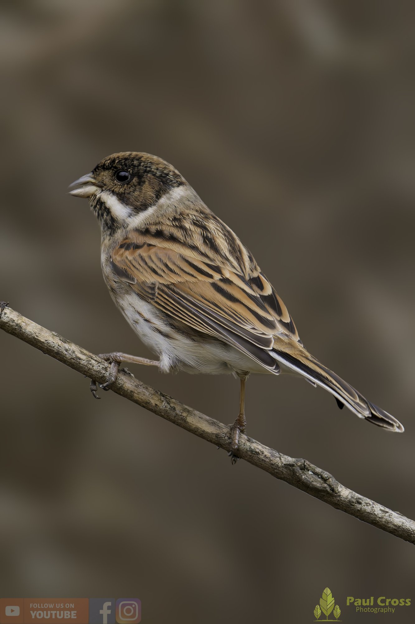 Common Reed Bunting-00071.jpg