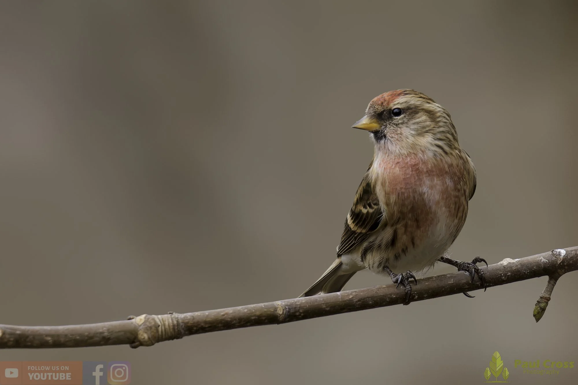 Common Repoll-00170.jpg