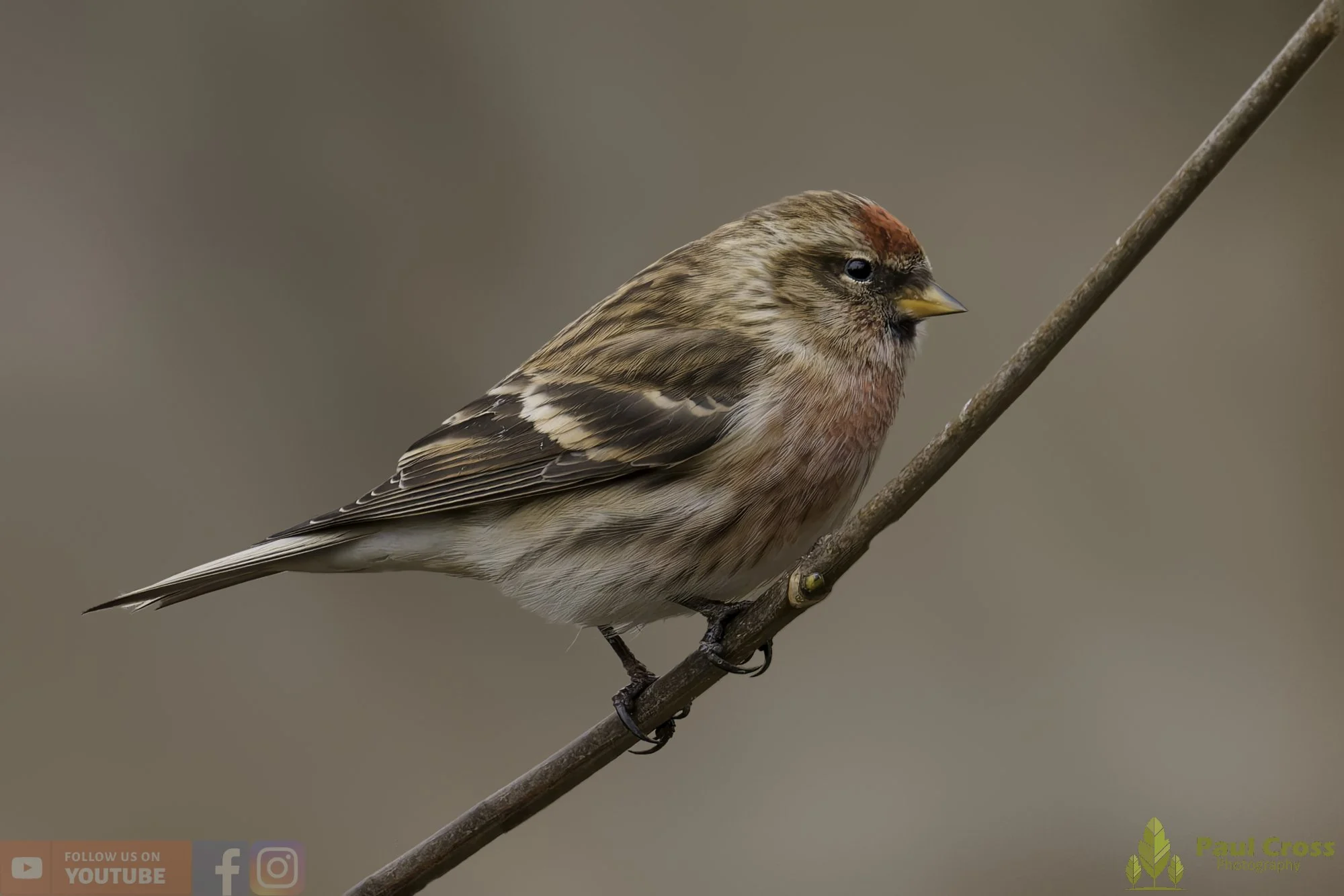 Common Repoll-00172.jpg