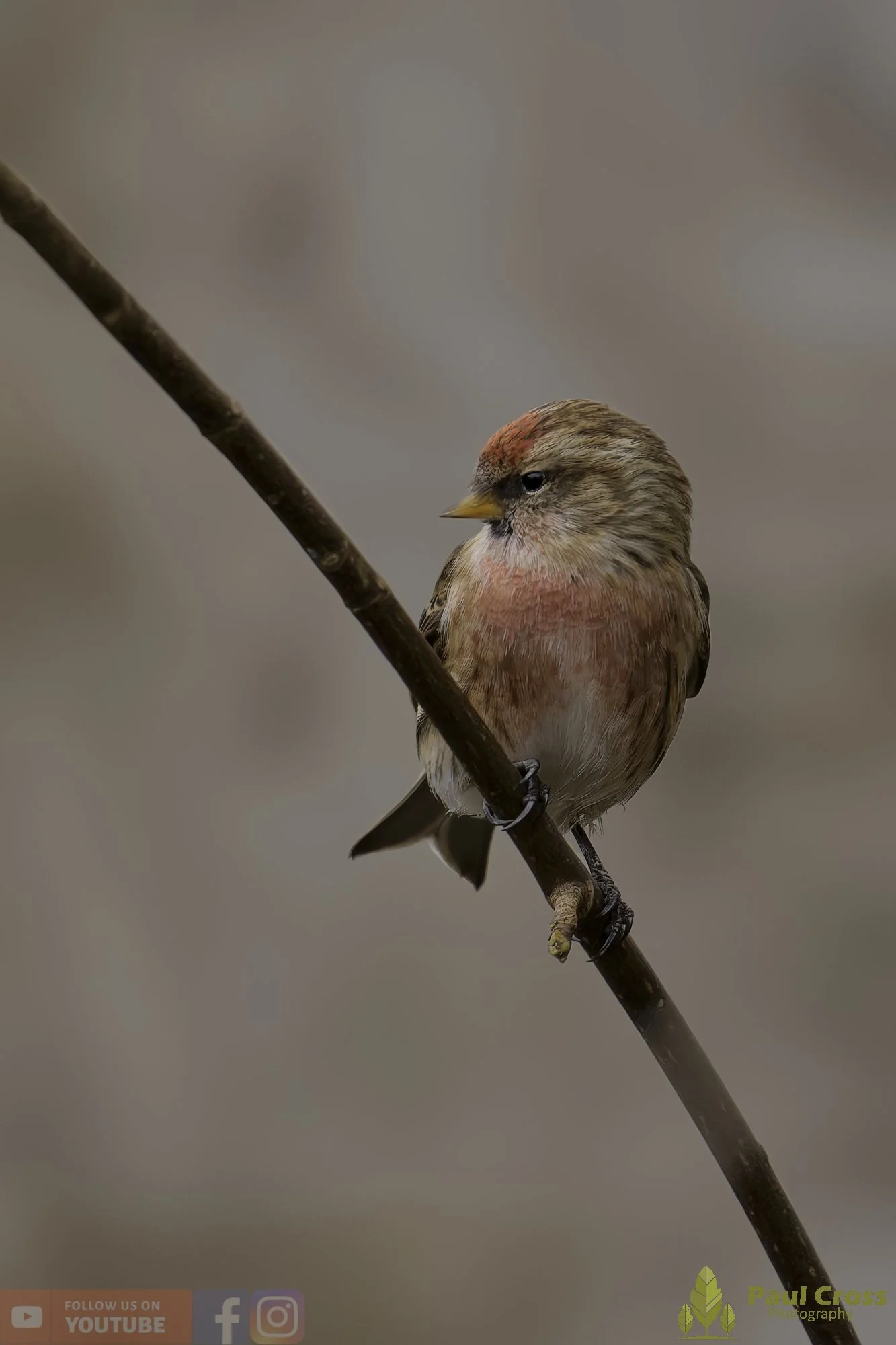 Common Repoll-00175.jpg