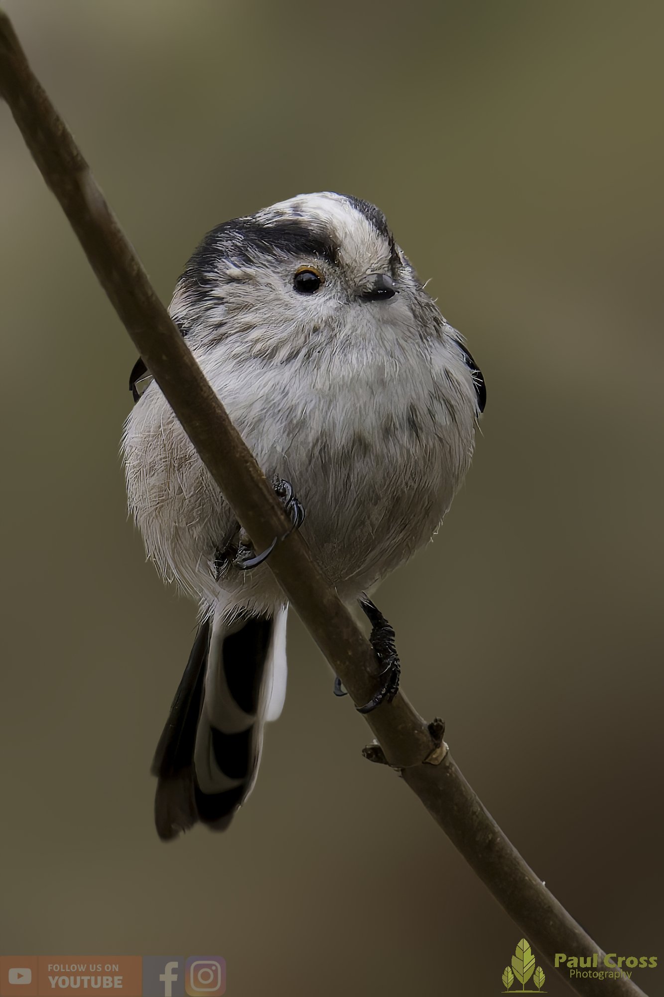 Long Tailed Tit-00333.jpg