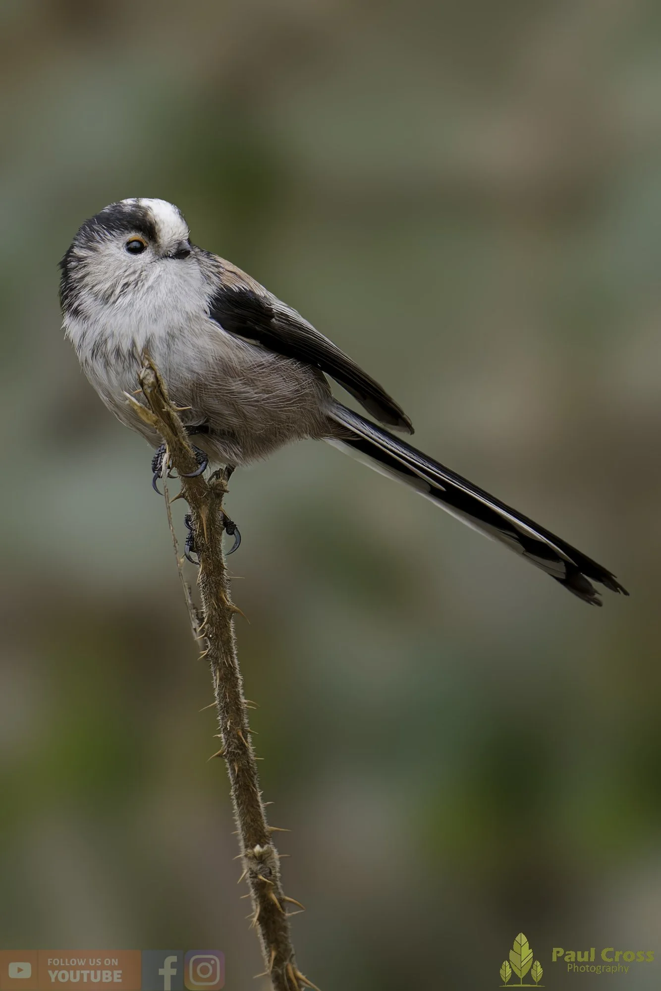 Long Tailed Tit-00334.jpg