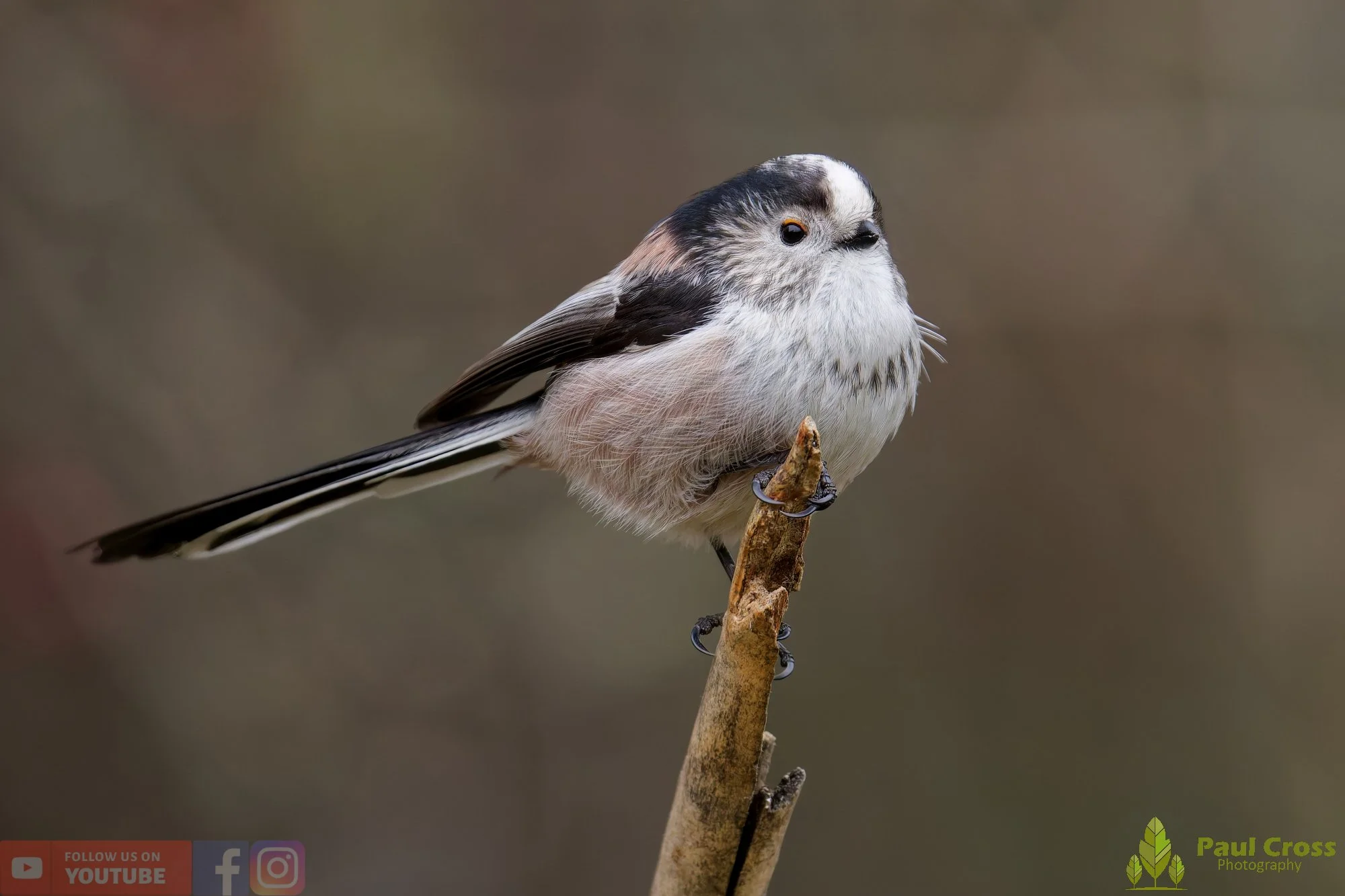 Long Tailed Tit-00337.jpg