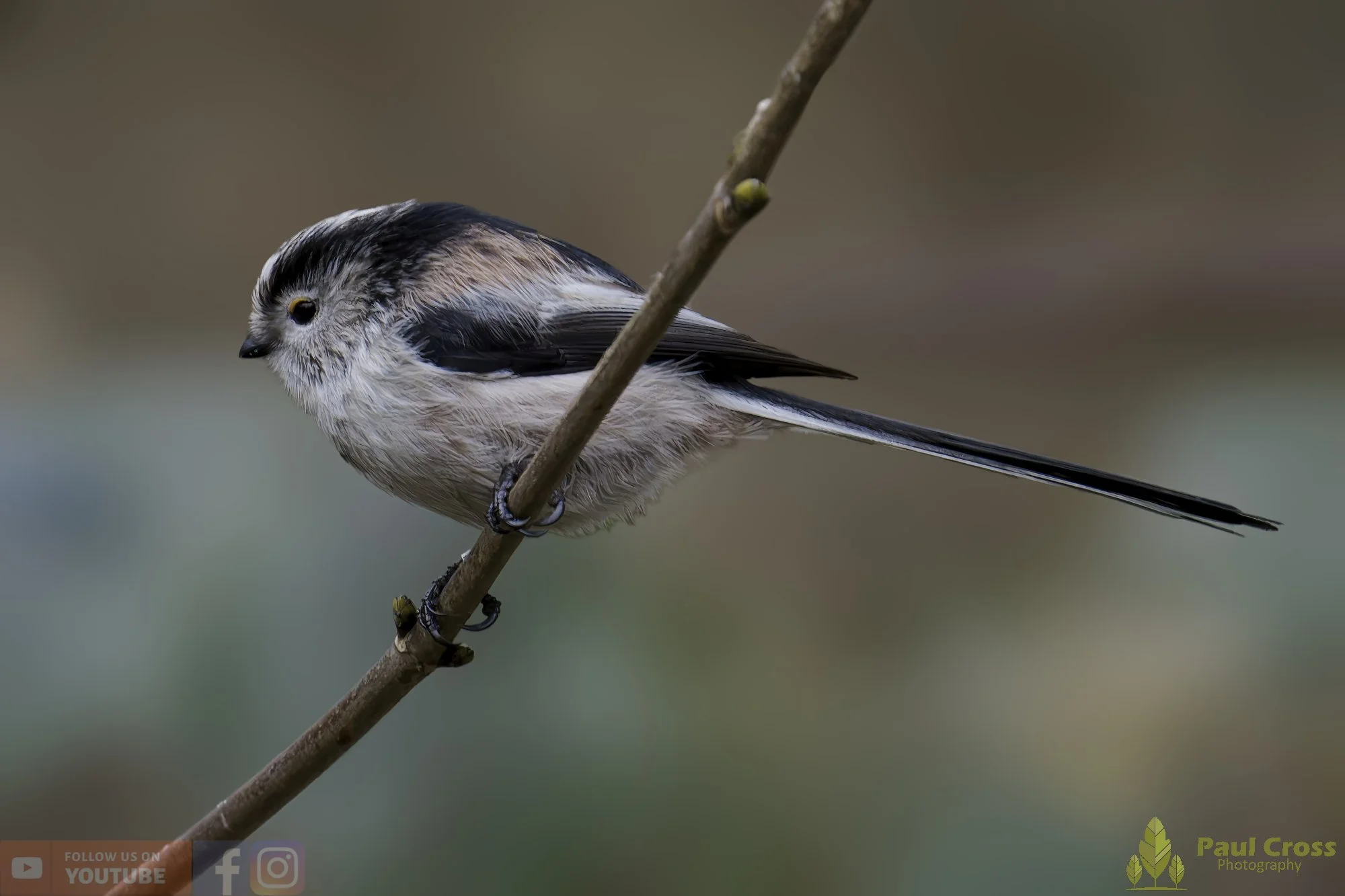 Long Tailed Tit-00339.jpg