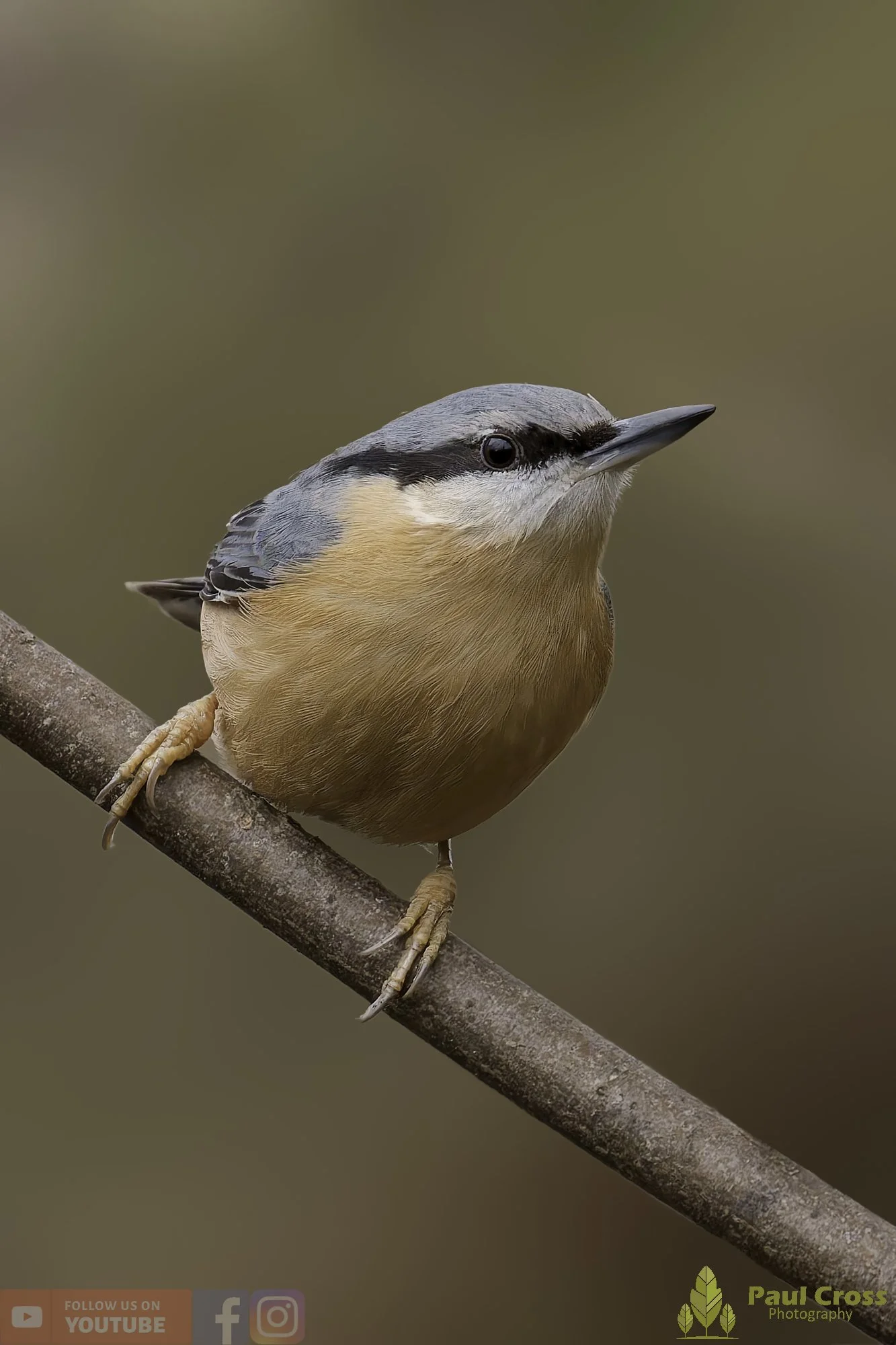 Nuthatch-00263.jpg