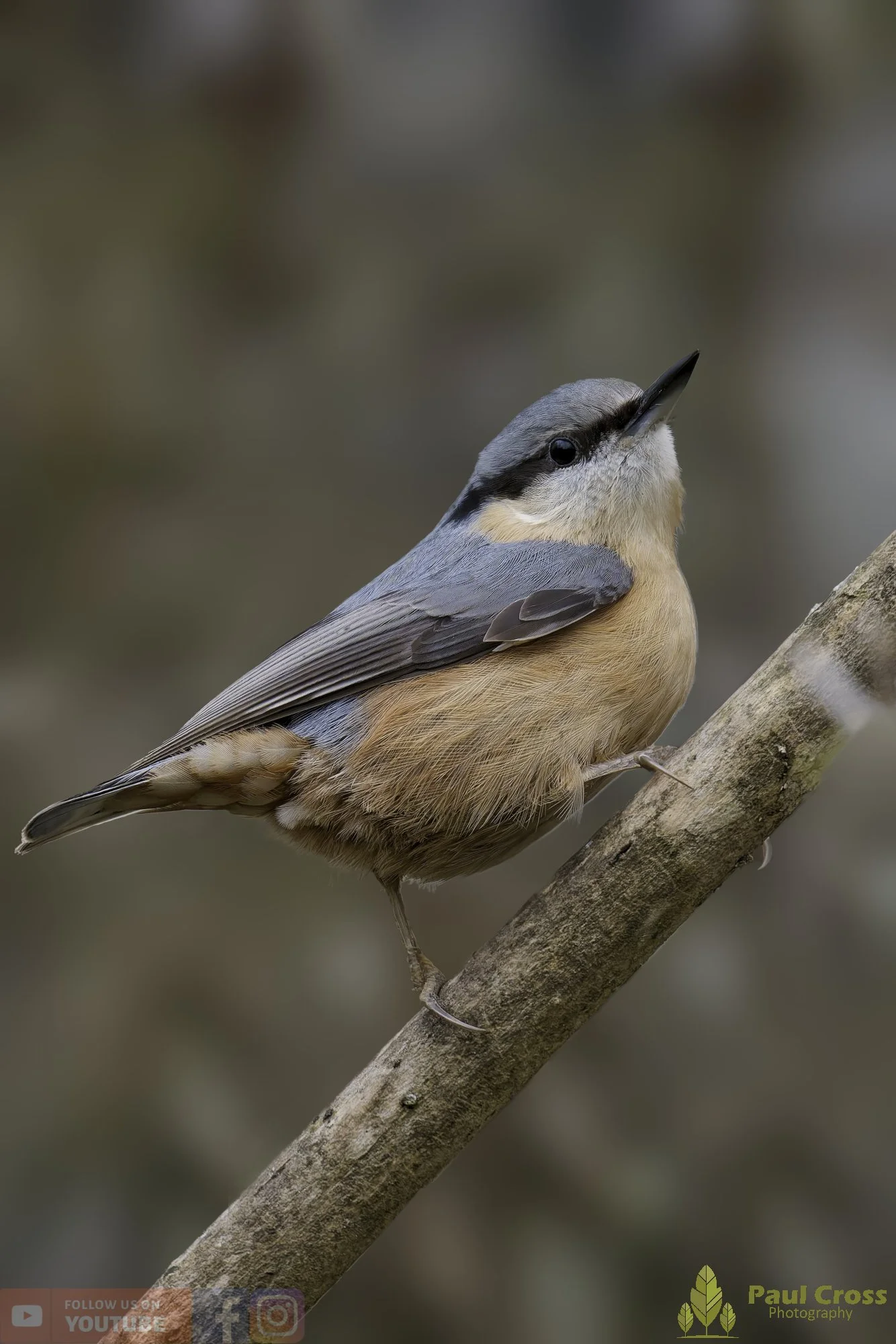 Nuthatch-00264.jpg