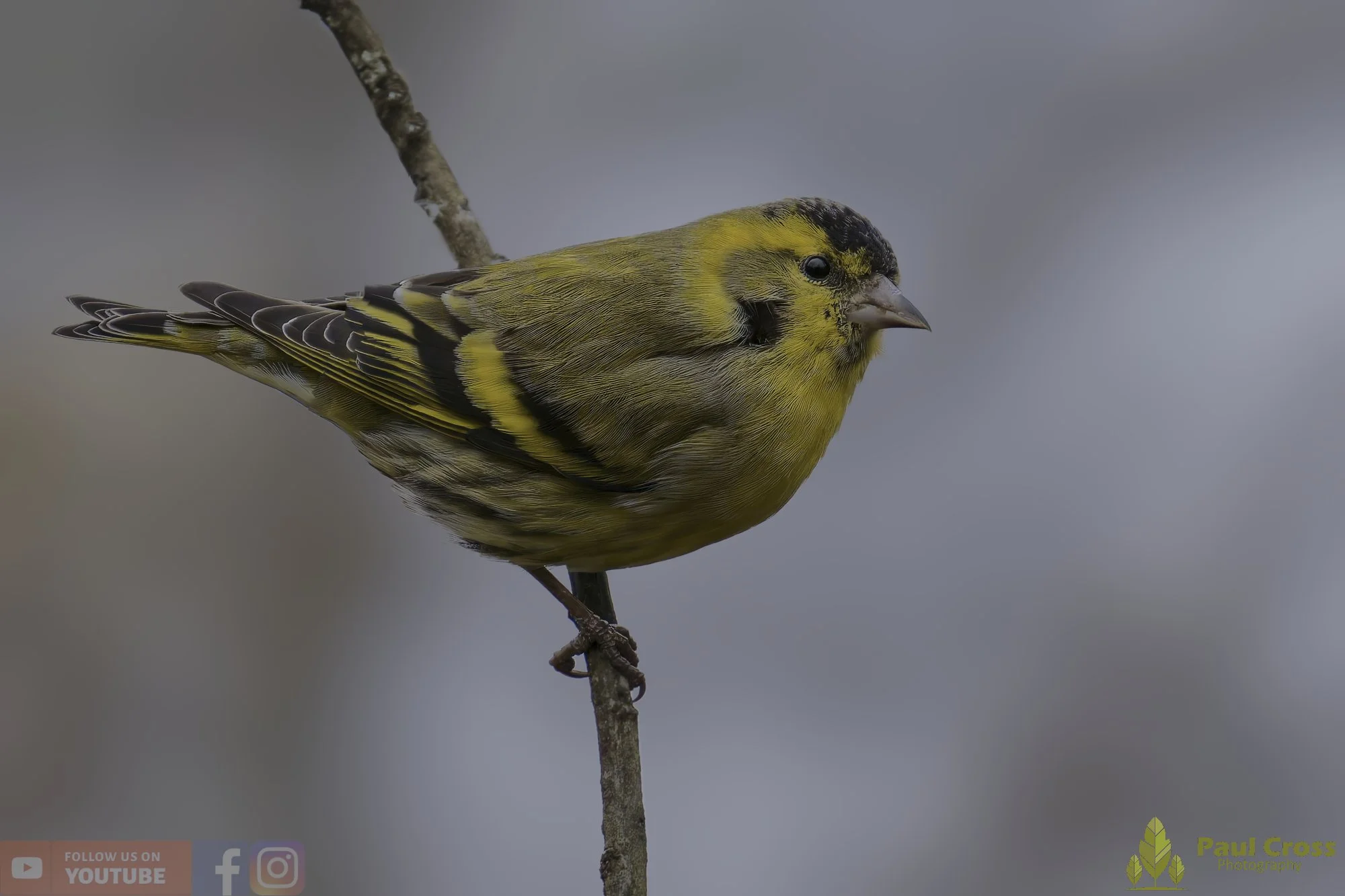 Siskin-00156.jpg