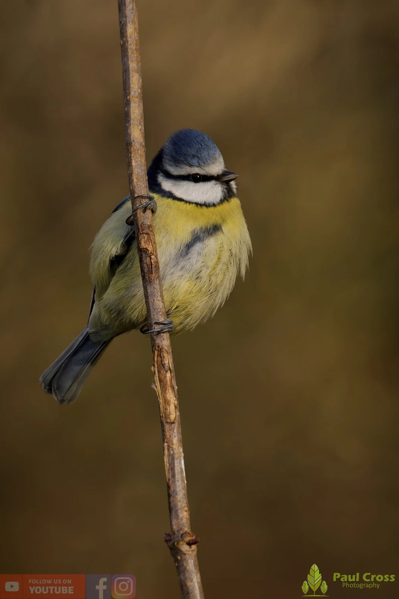 Blue Tit-01049.jpg