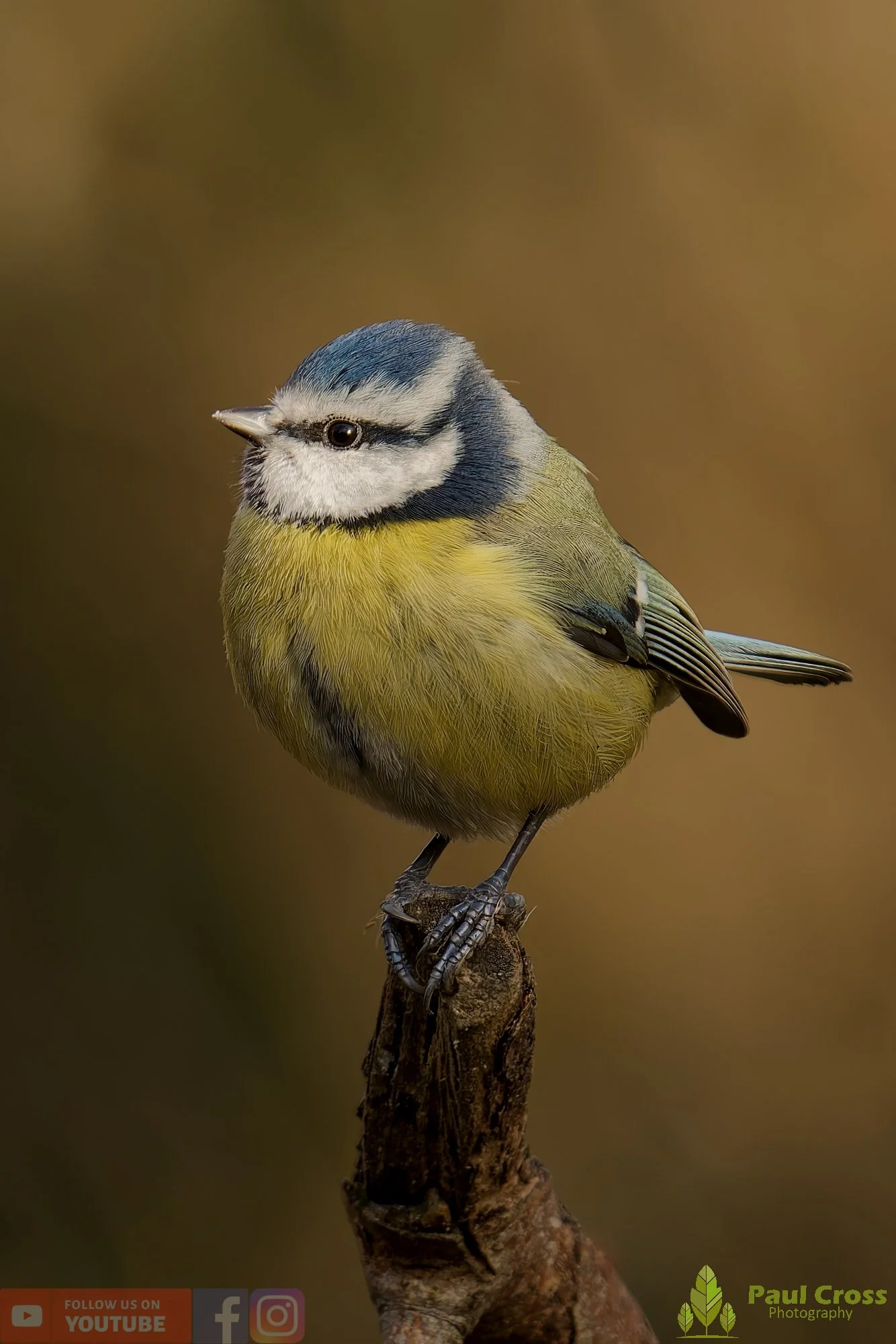 Blue Tit-01050.jpg