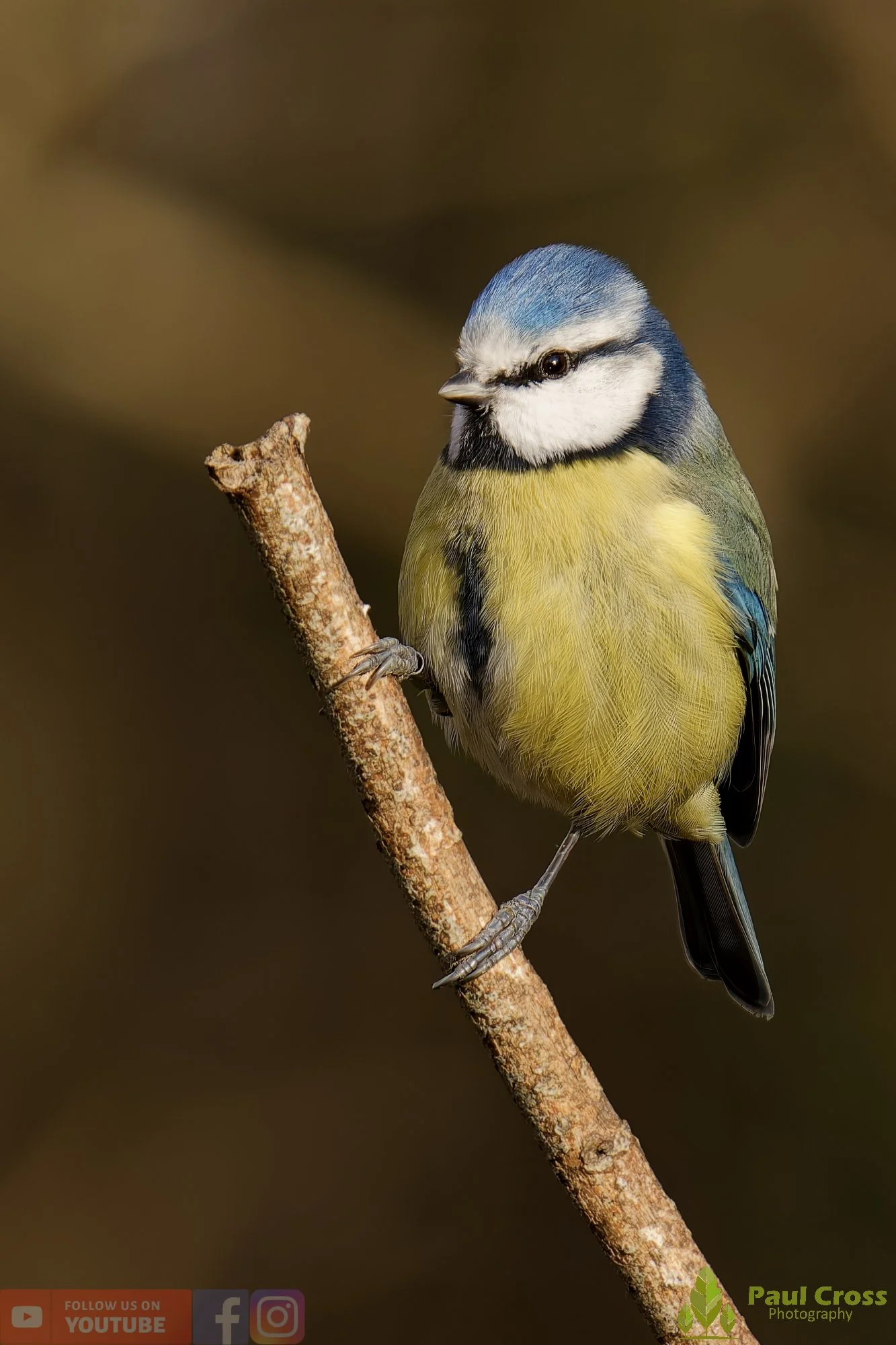 Blue Tit-01052.jpg