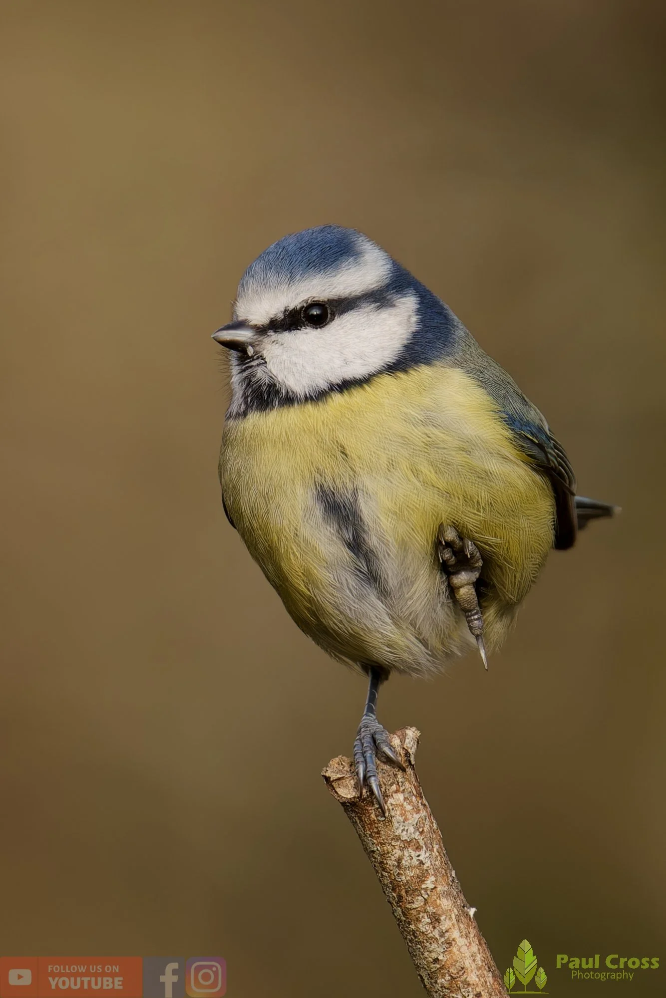 Blue Tit-01053.jpg