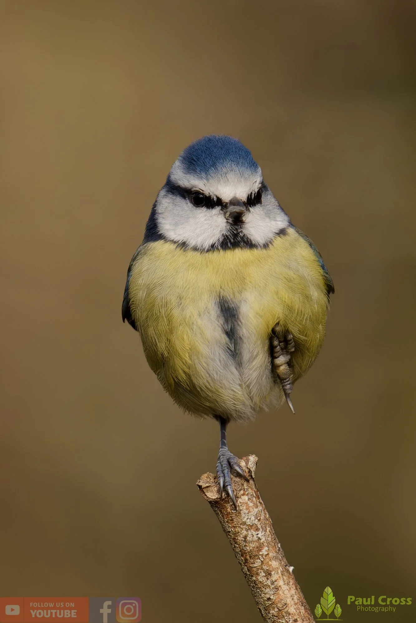 Blue Tit-01054.jpg