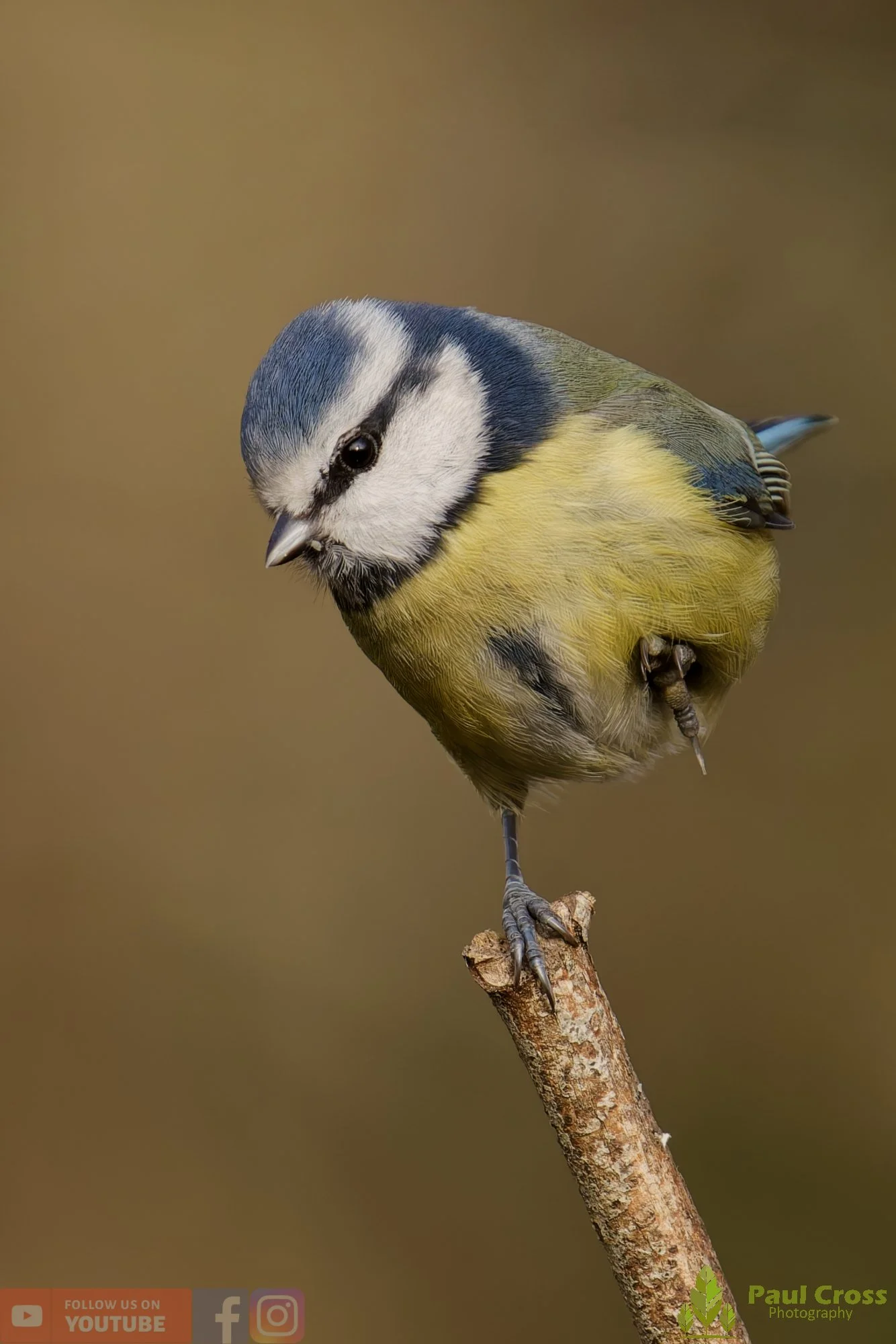 Blue Tit-01056.jpg