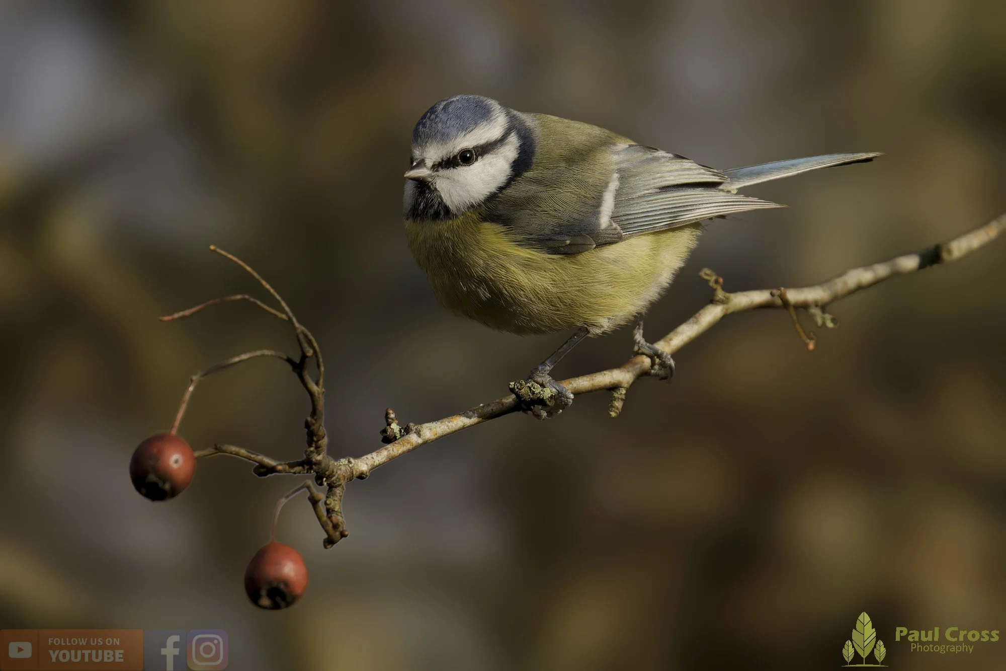 Blue Tit-01057.jpg
