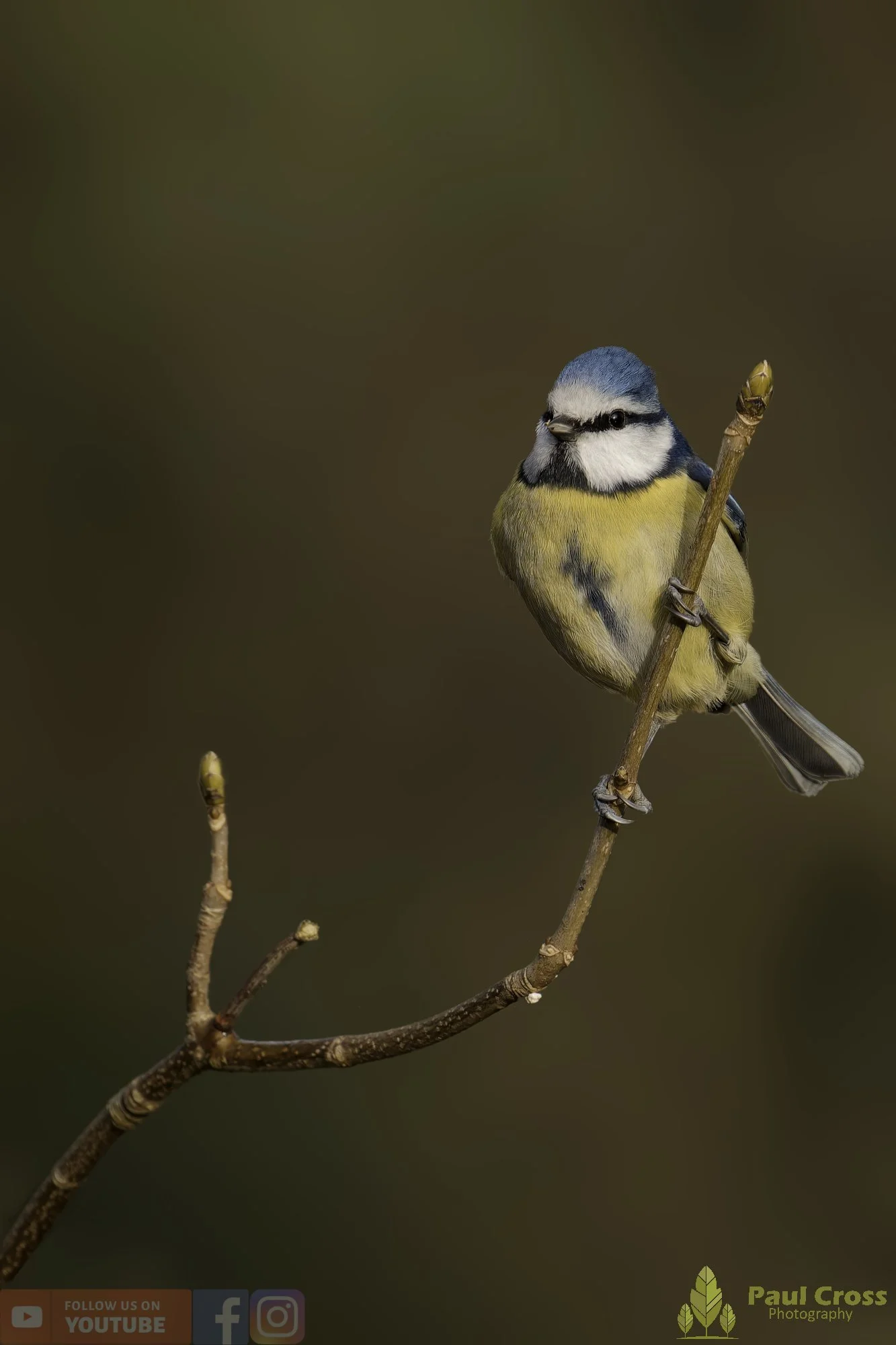 Blue Tit-01058.jpg