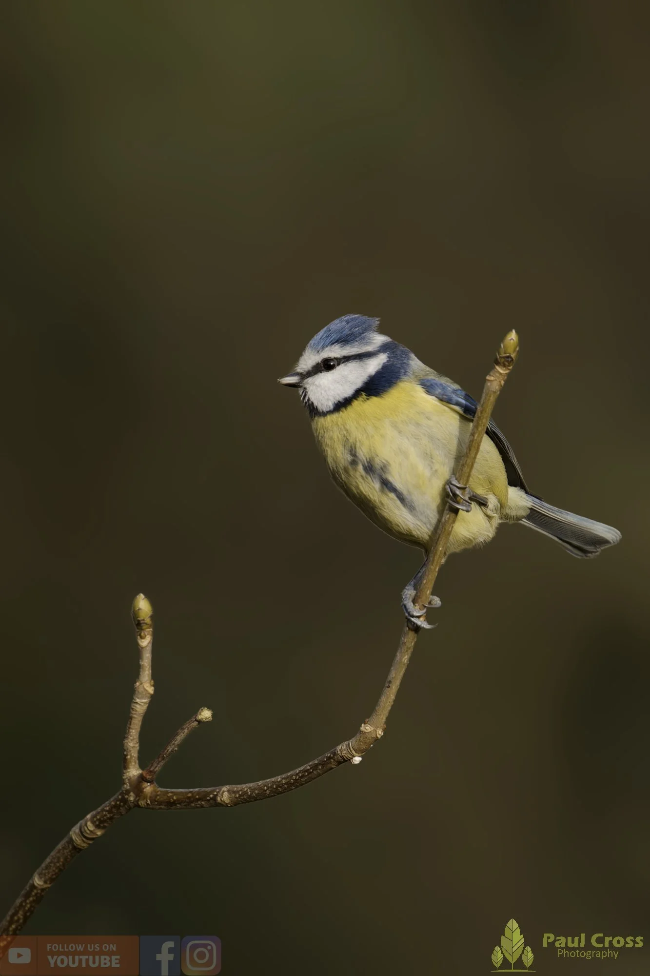 Blue Tit-01059.jpg