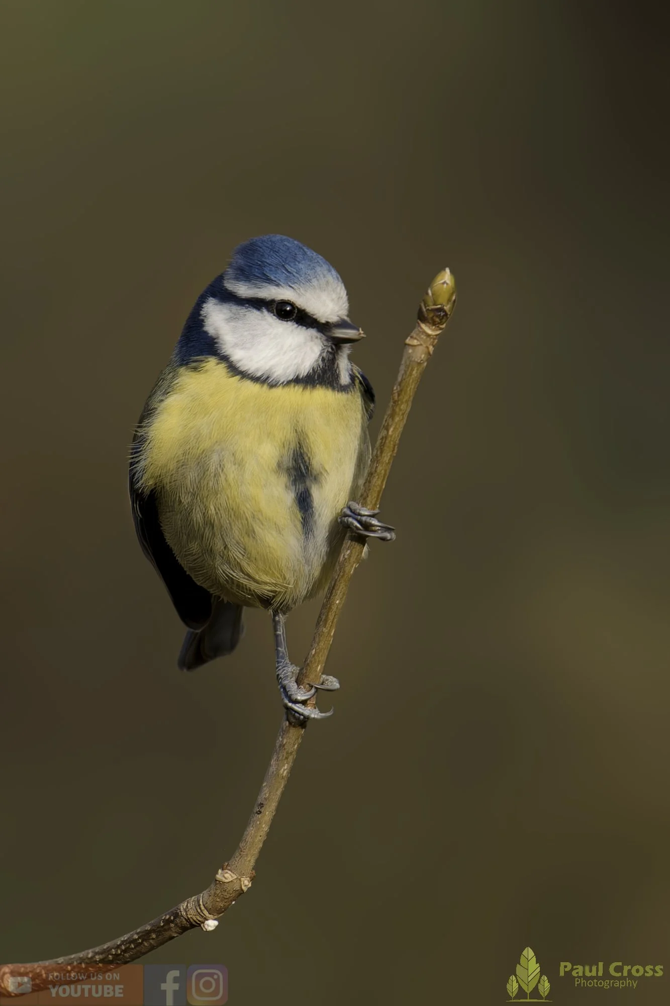 Blue Tit-01060.jpg