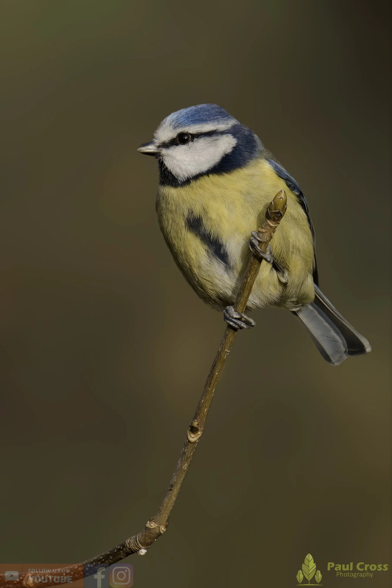 Blue Tit-01061.jpg