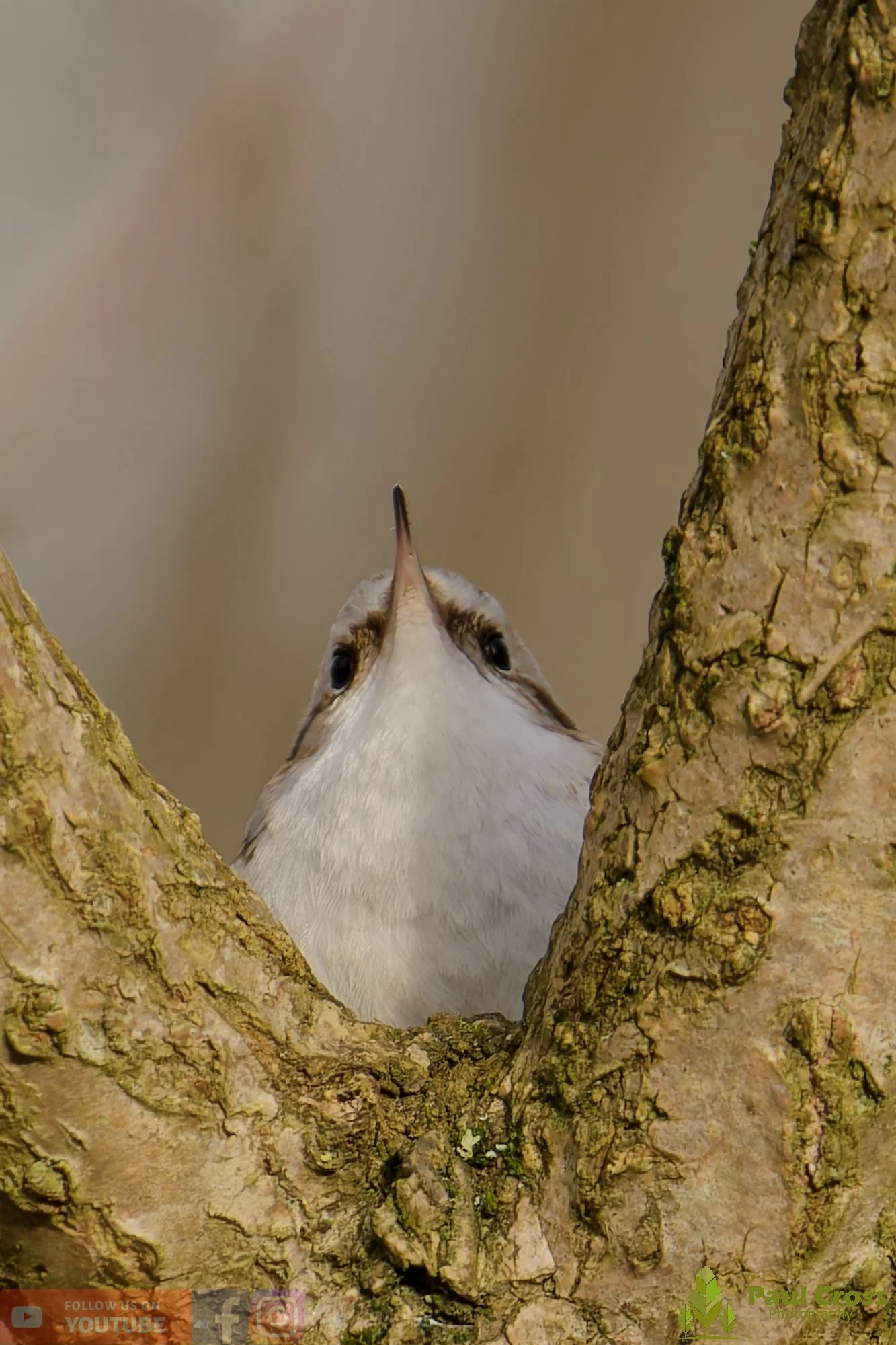 Treecreeper-00078.jpg