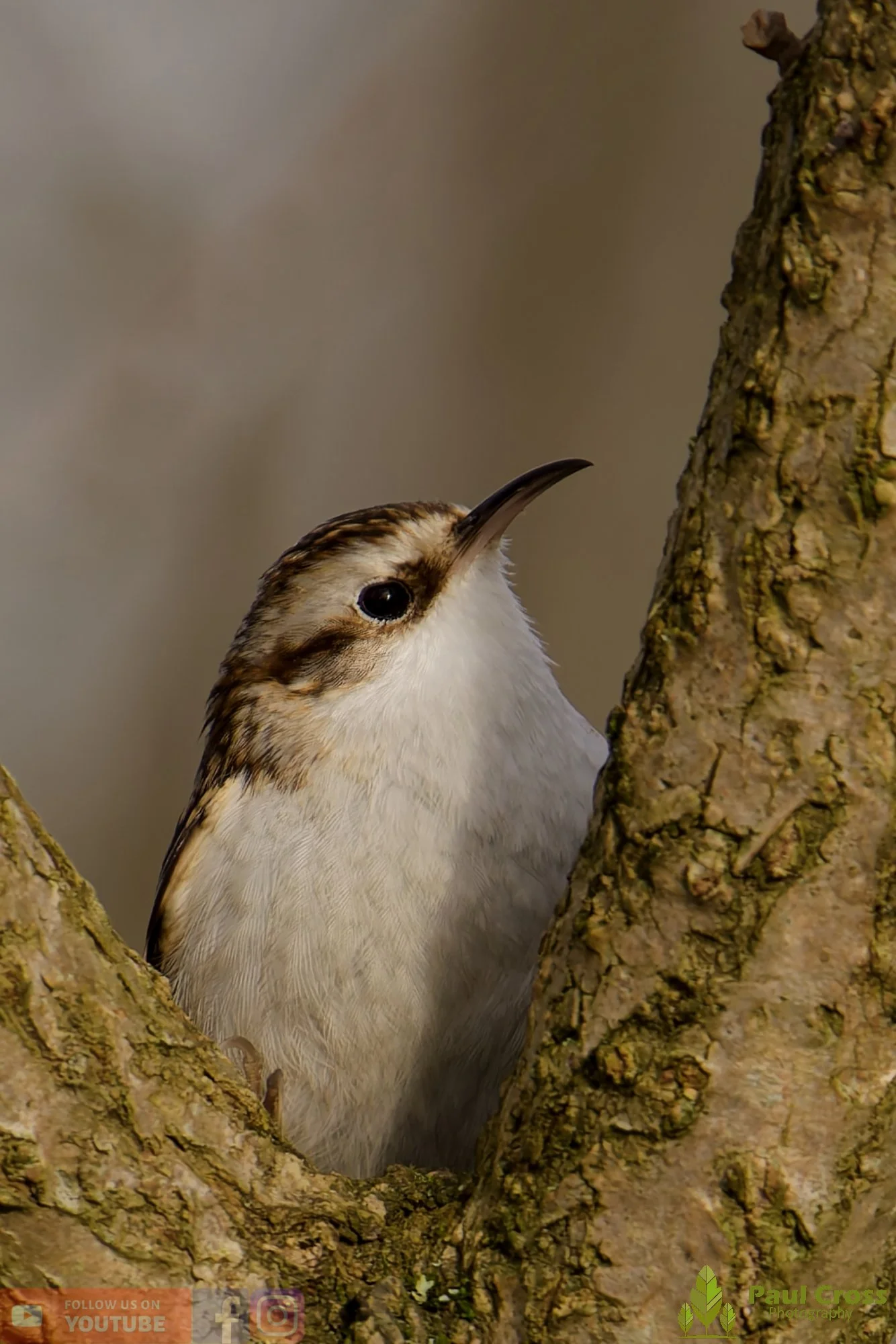 Treecreeper-00079.jpg