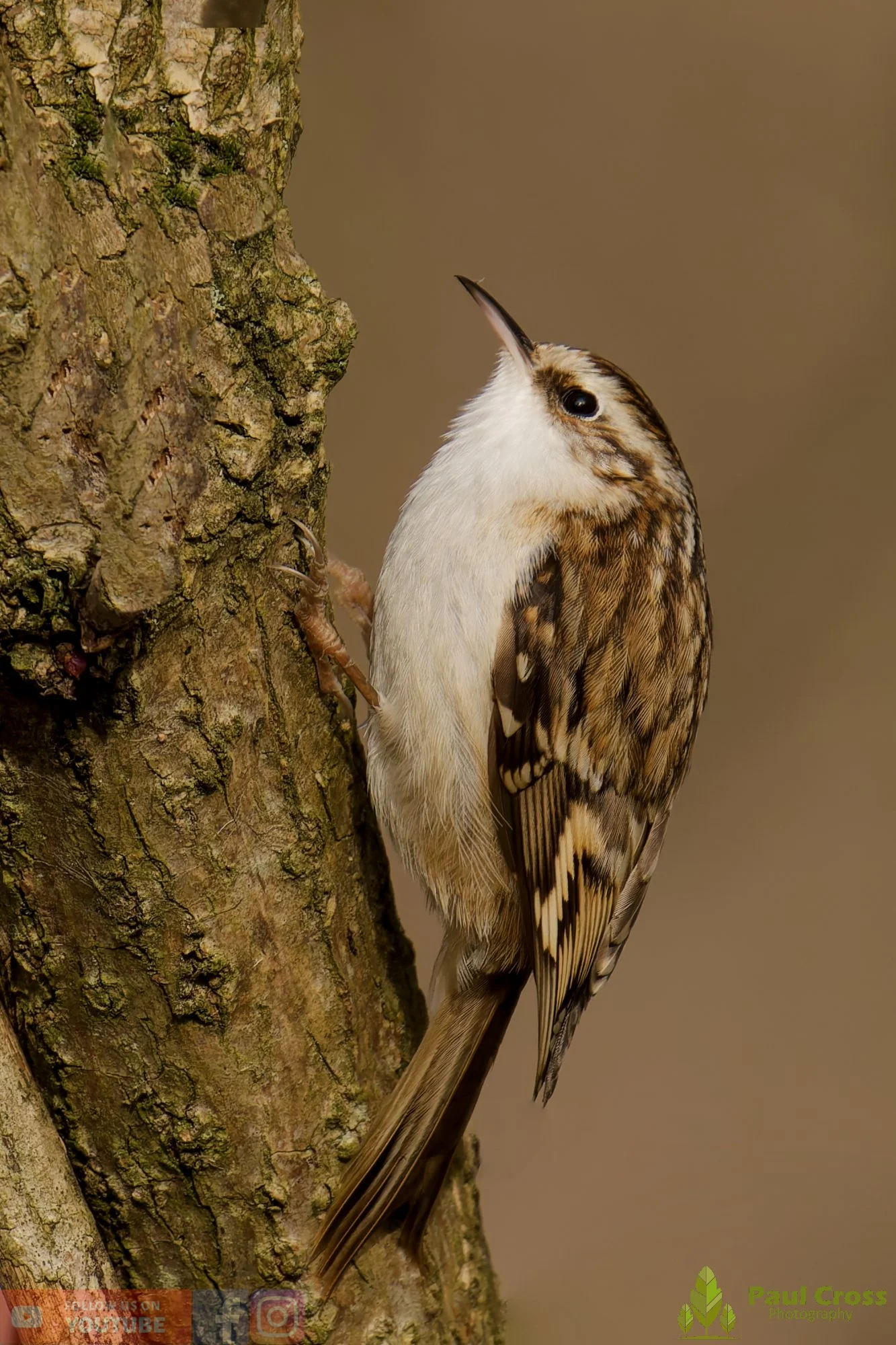 Treecreeper-00080.jpg