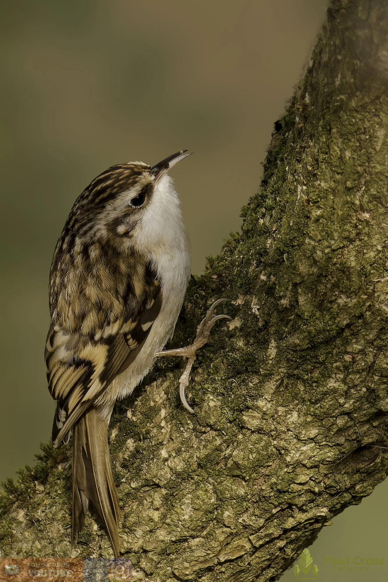 Treecreeper-00081.jpg