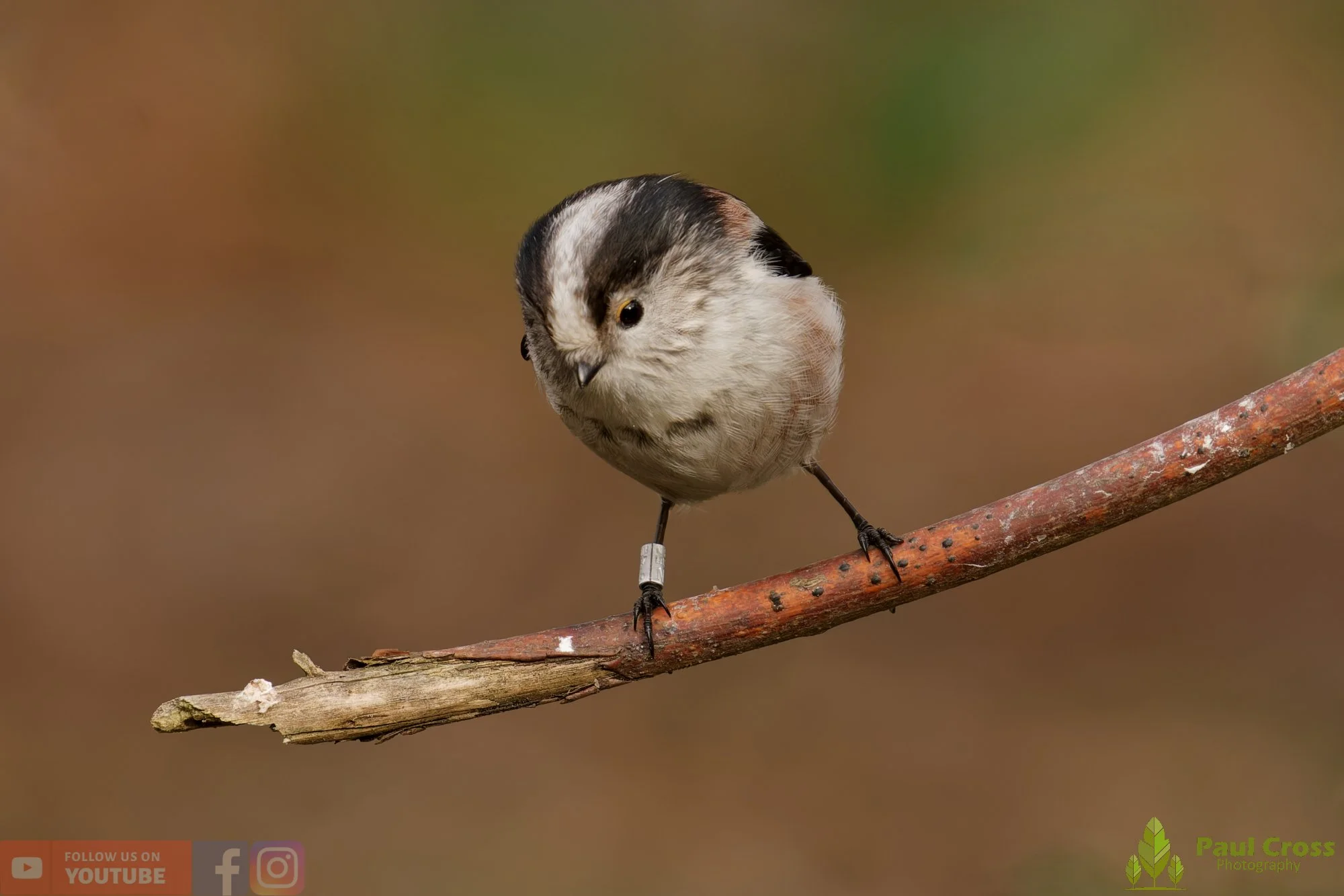 Long Tailed Tit-00341.jpg