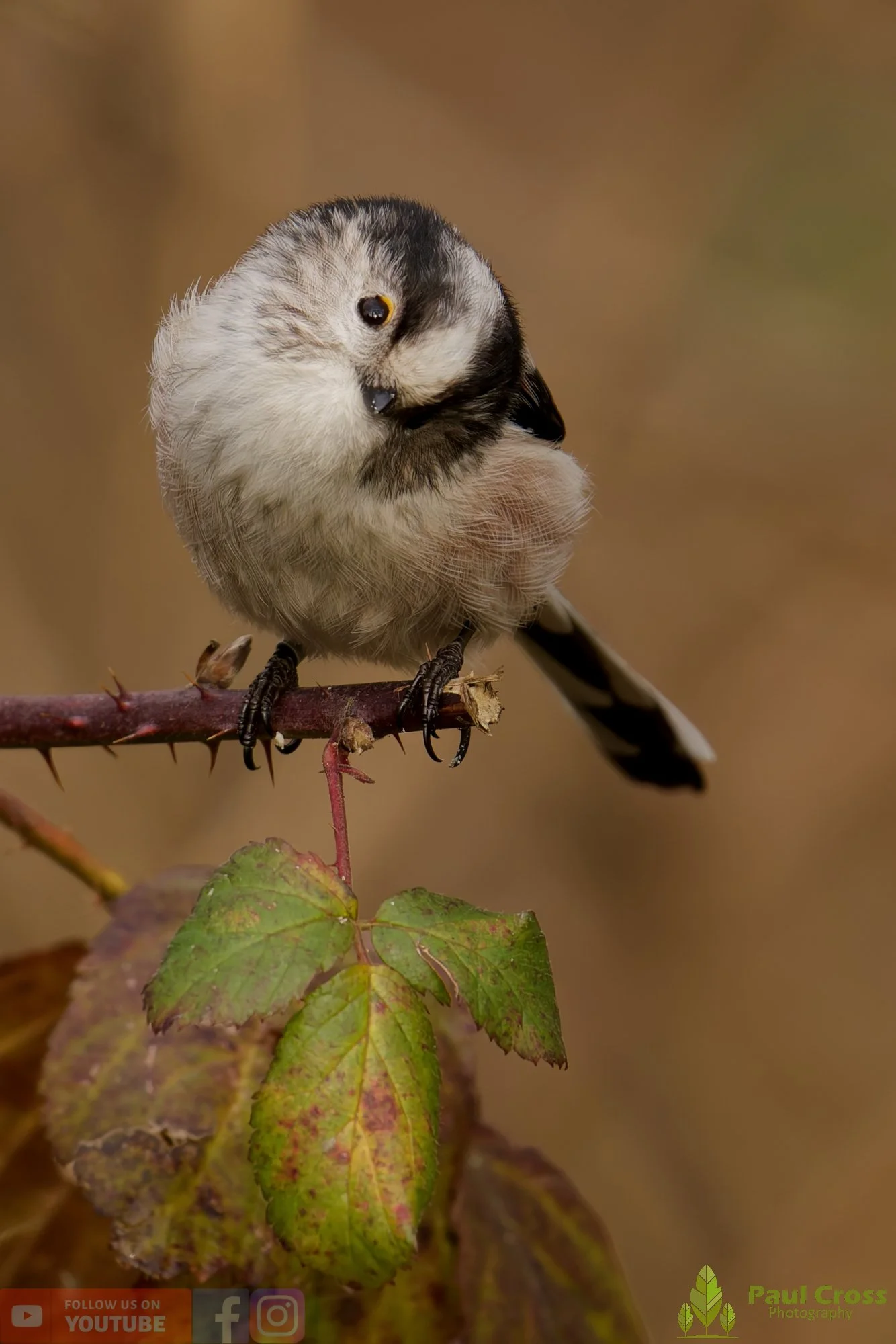 Long Tailed Tit-00342.jpg
