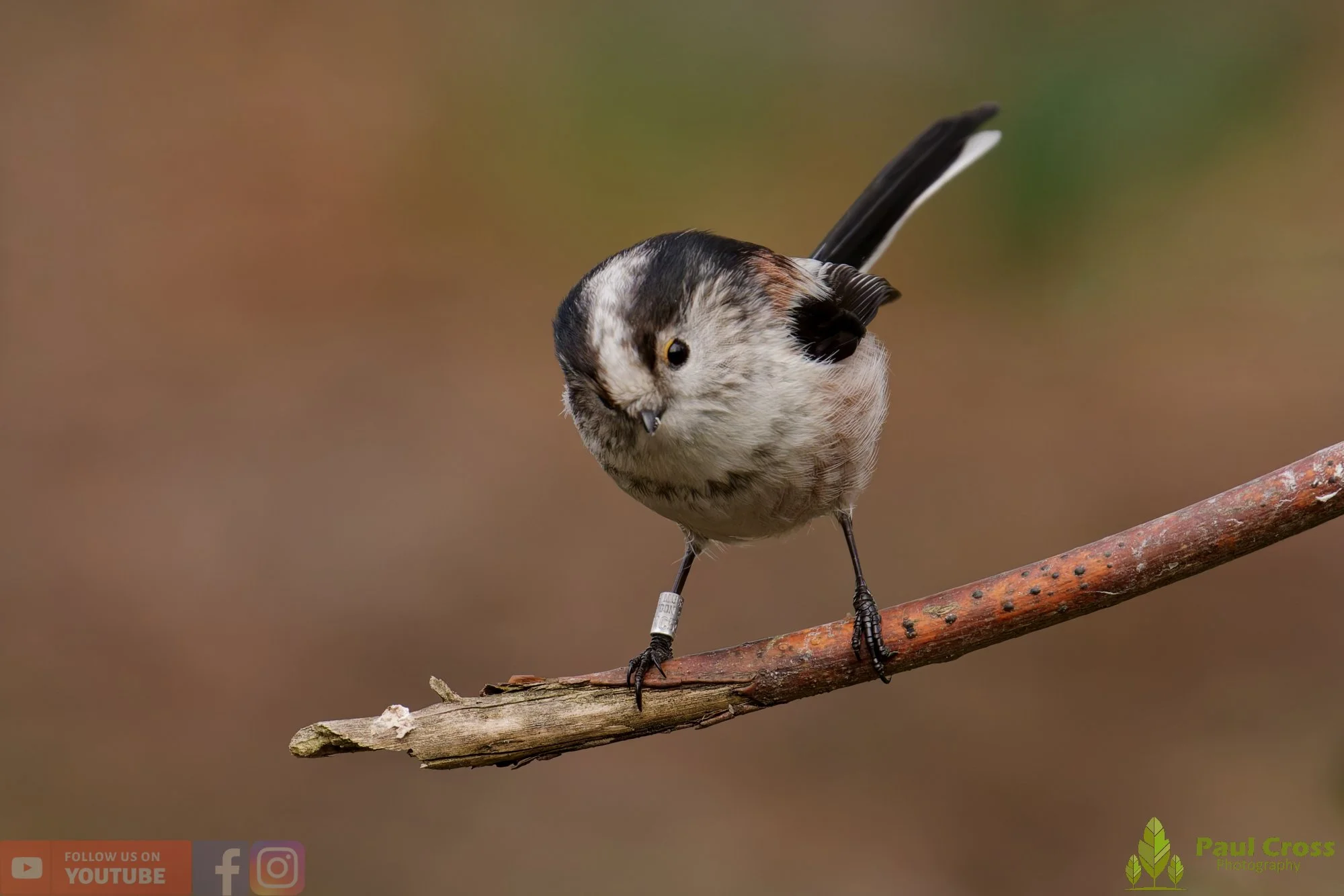 Long Tailed Tit-00343.jpg