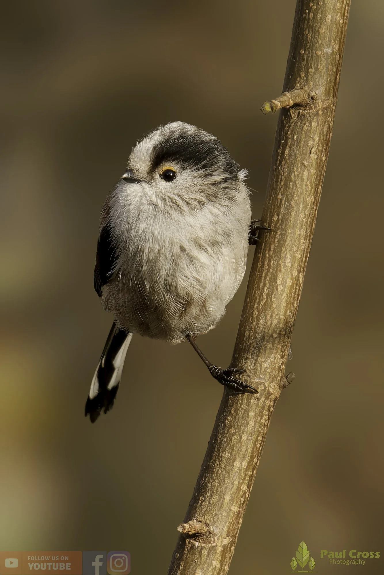 Long Tailed Tit-00344.jpg