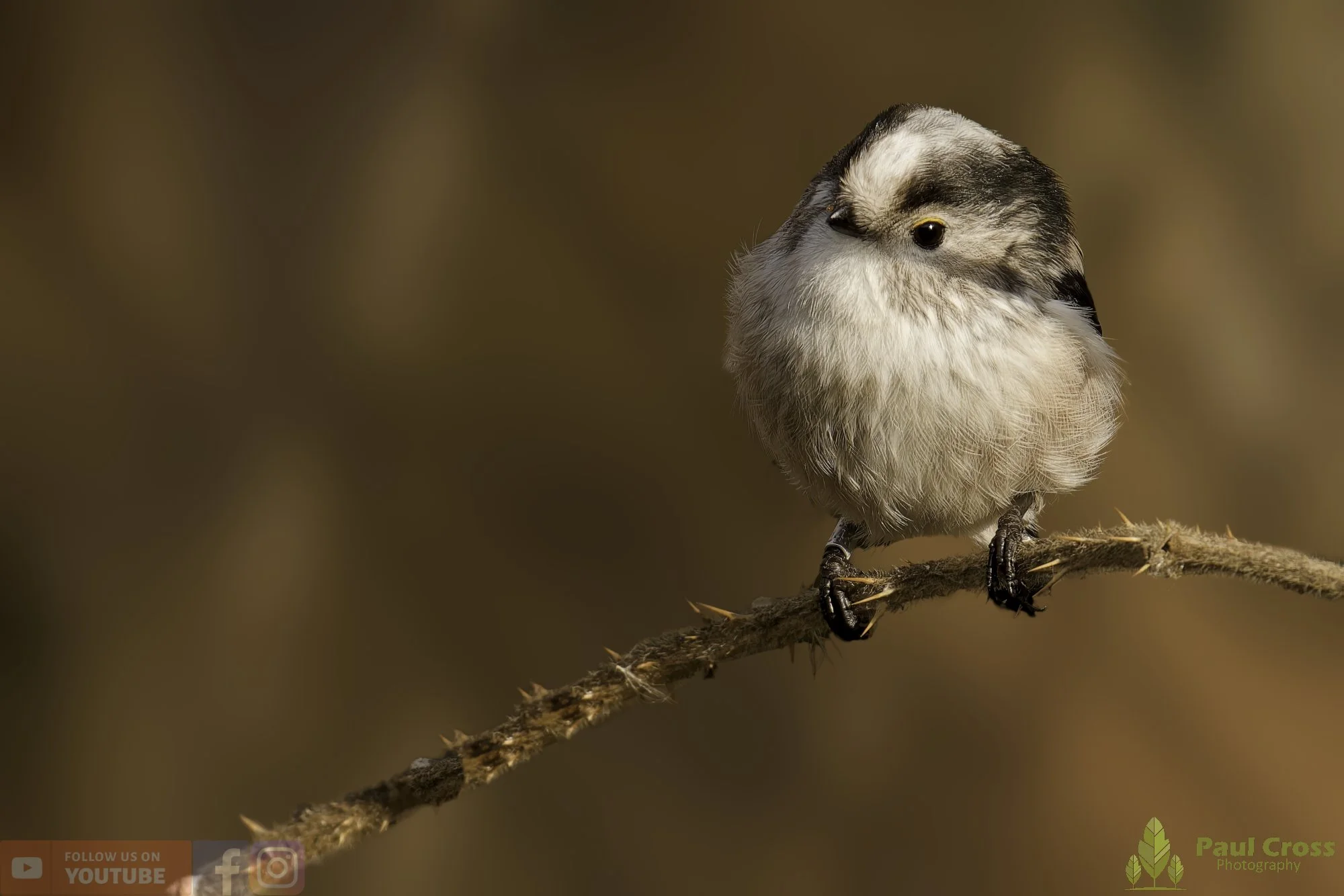 Long Tailed Tit-00345.jpg
