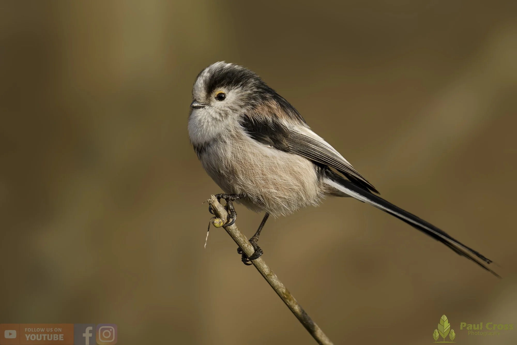 Long Tailed Tit-00346.jpg