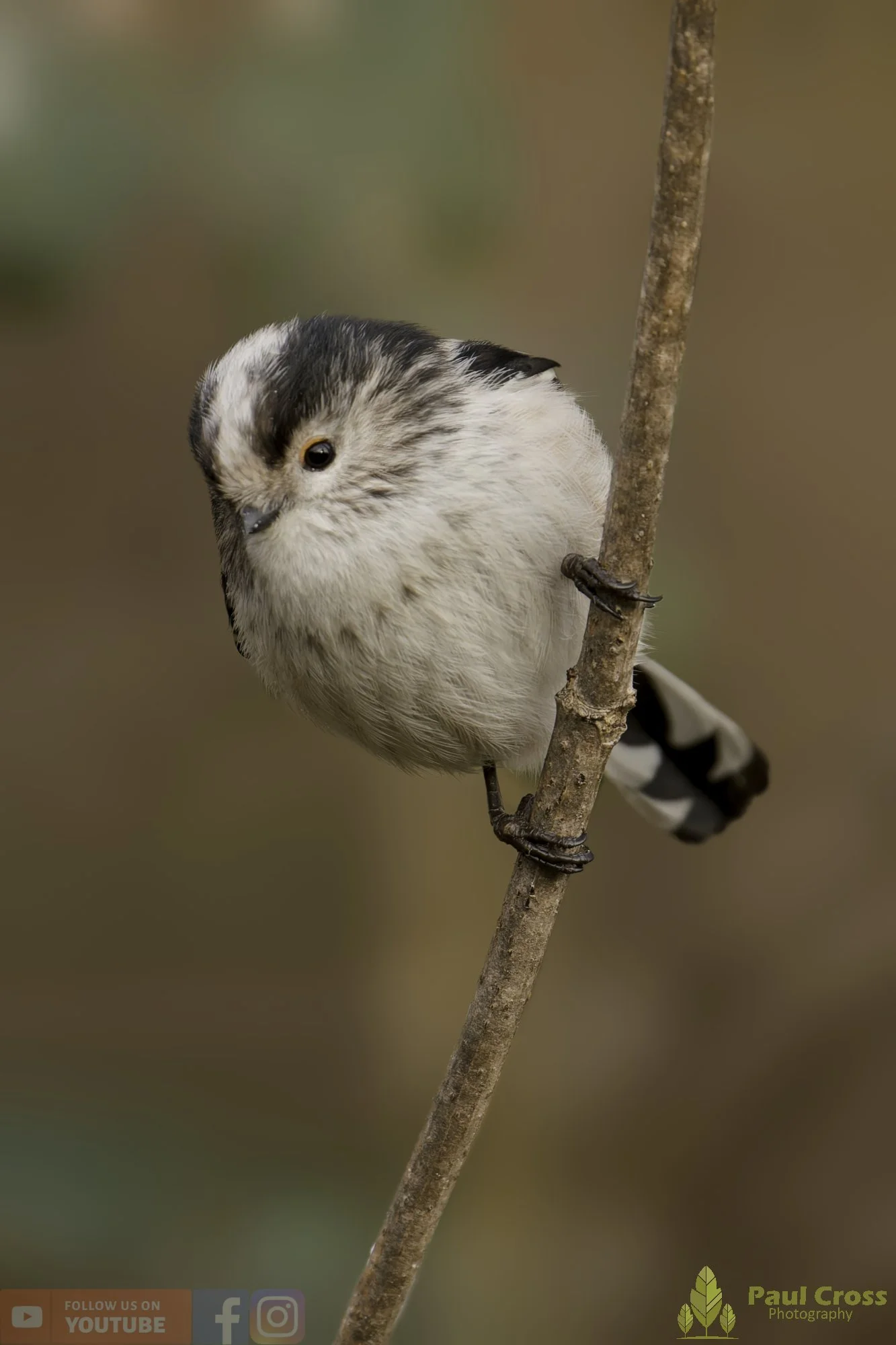 Long Tailed Tit-00347.jpg