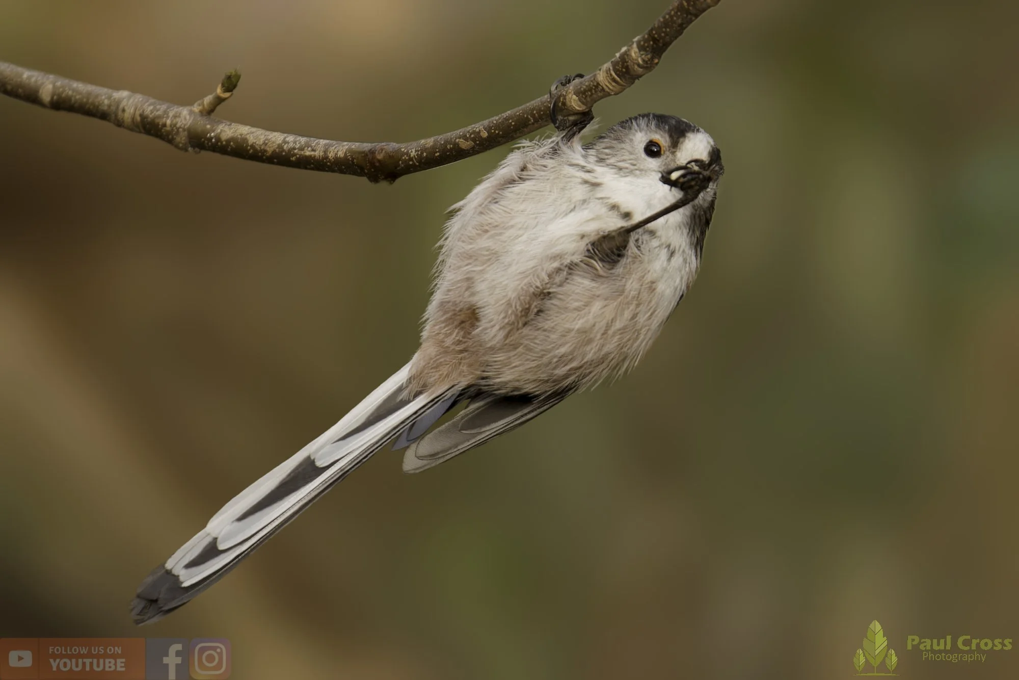 Long Tailed Tit-00348.jpg