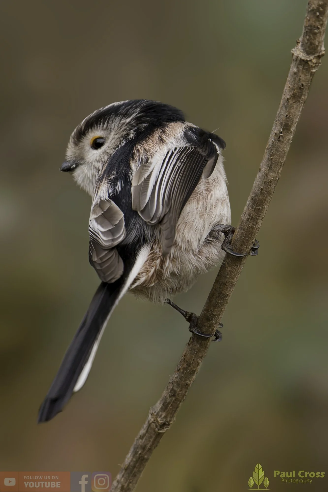 Long Tailed Tit-00349.jpg