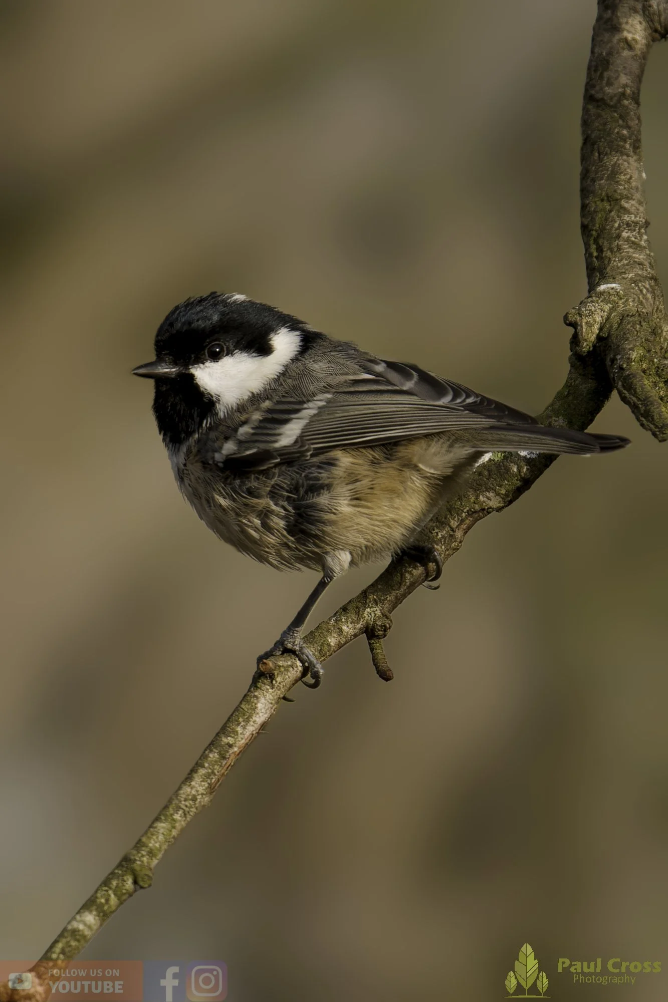 Coal Tit-00168.jpg