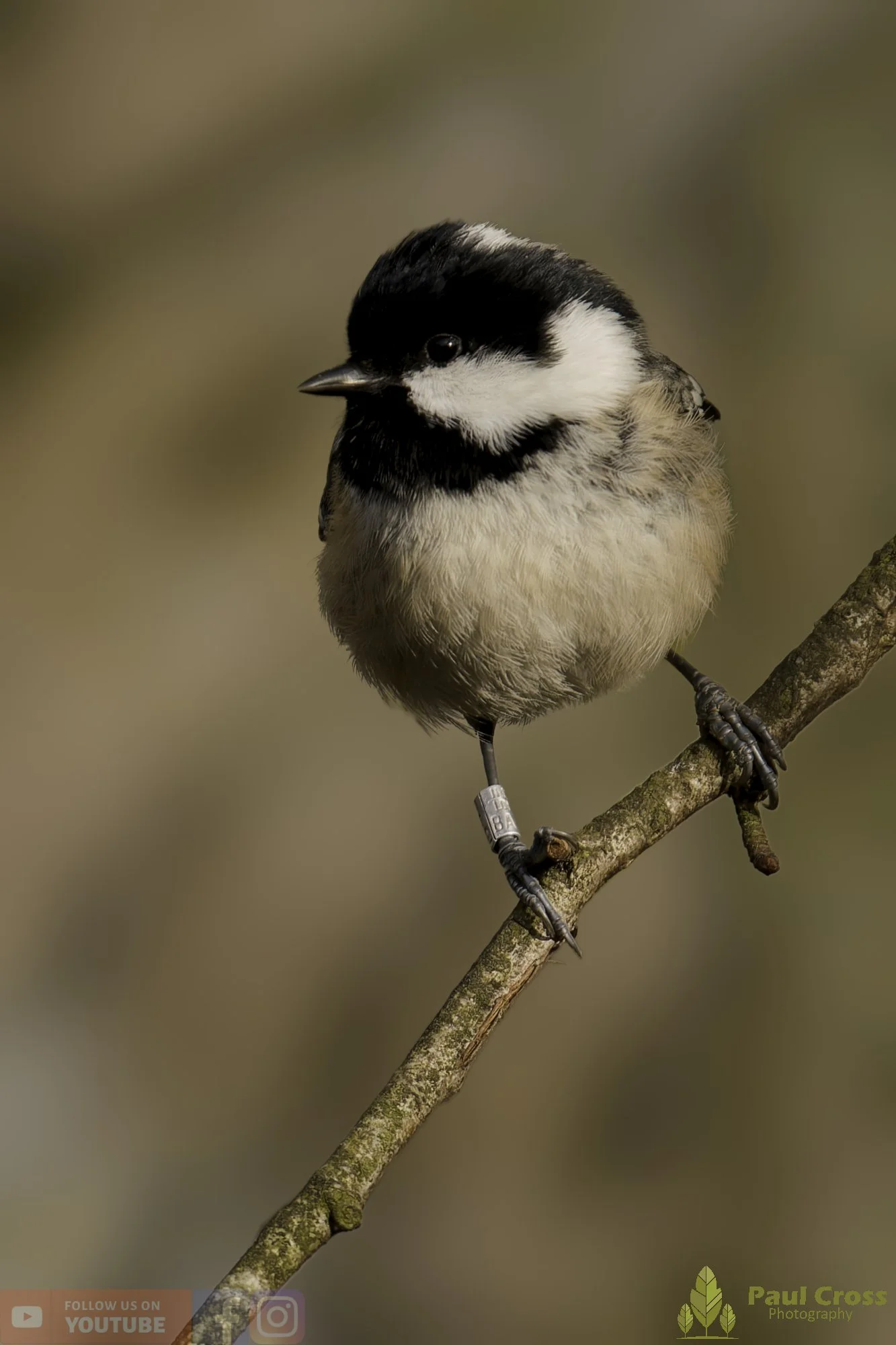 Coal Tit-00169.jpg